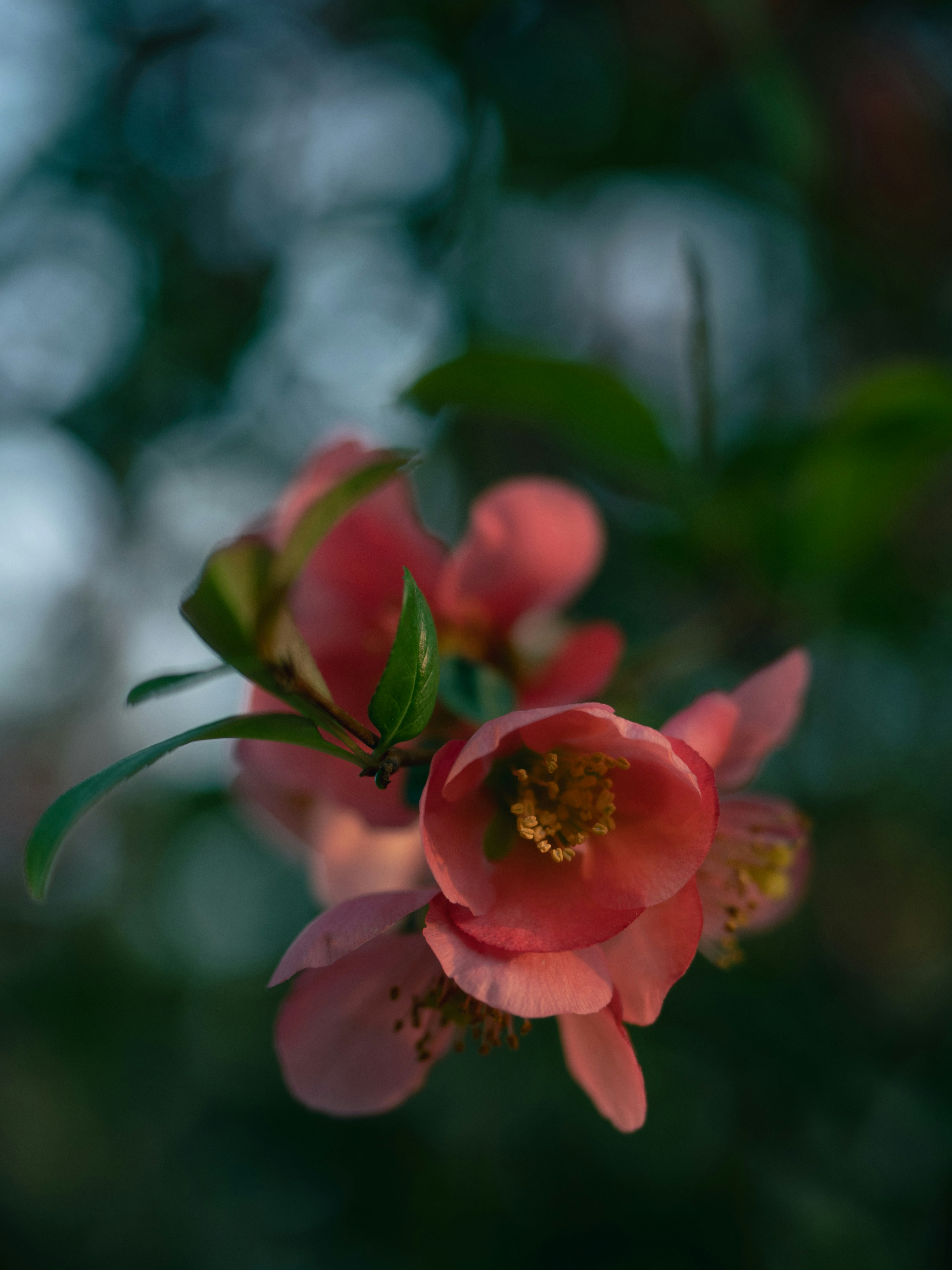 Close-up of delicate pink quince blossoms with green leaves.
