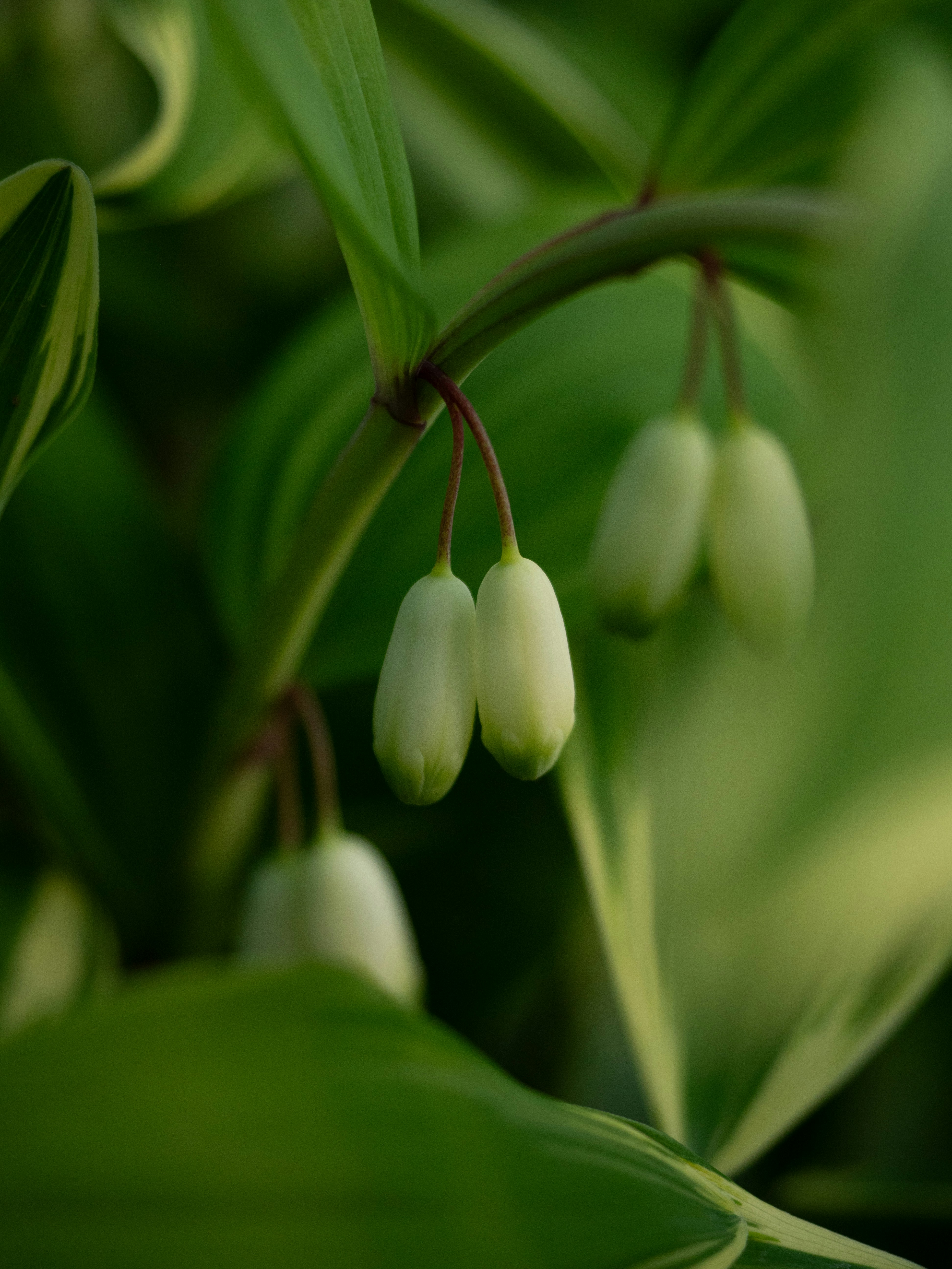 Delicate white bell-shaped flowers hang from a stem.