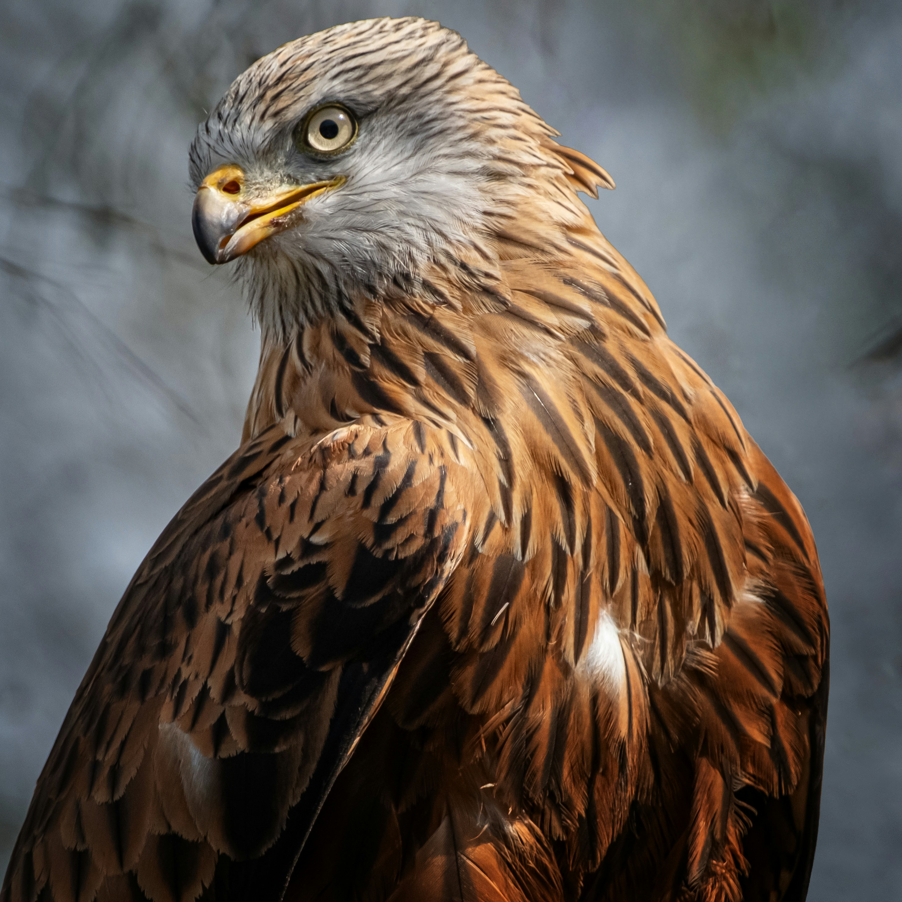 A majestic red kite with sharp eyes looks intently.