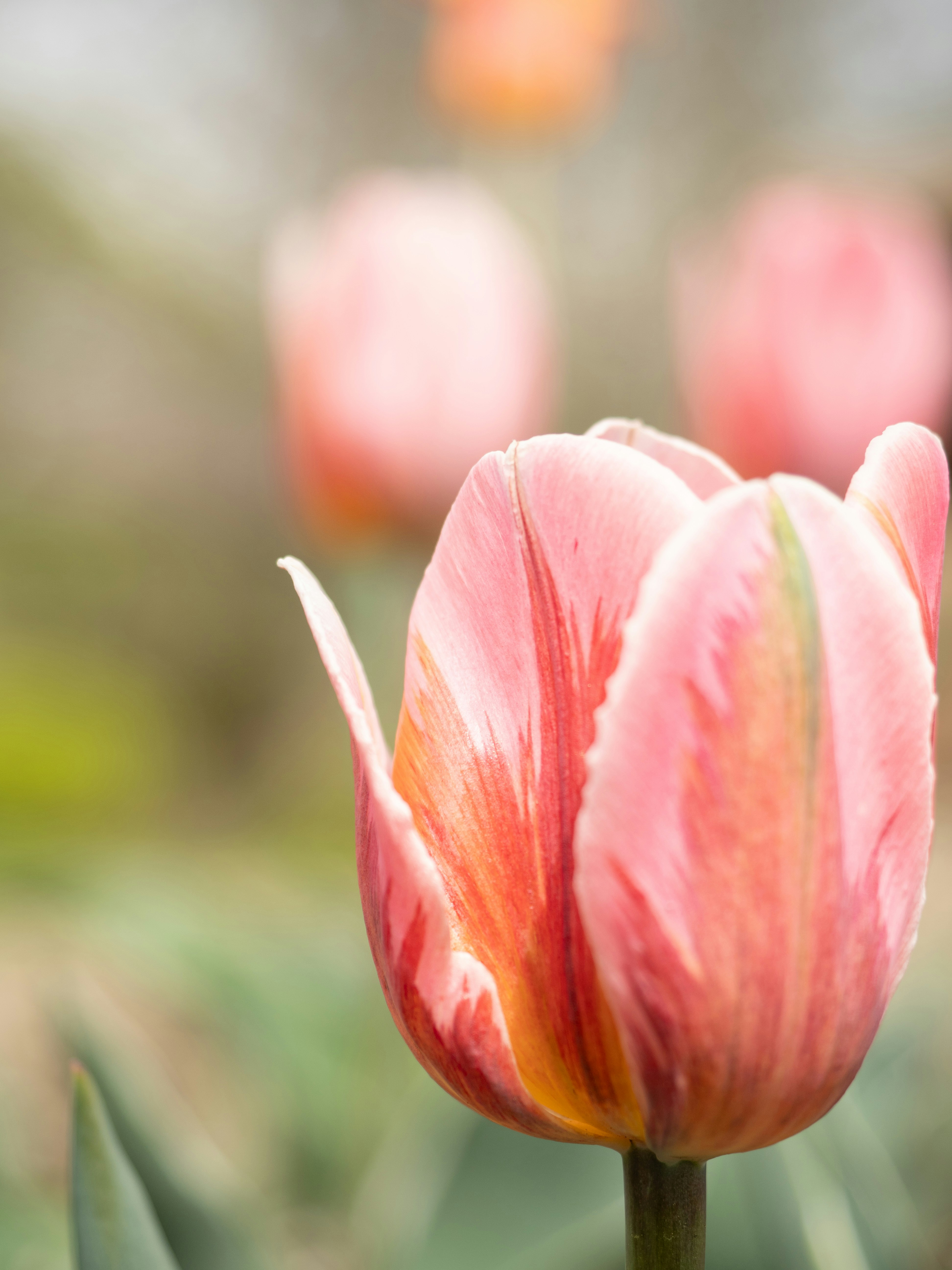 A close-up of a pink and orange tulip in bloom.