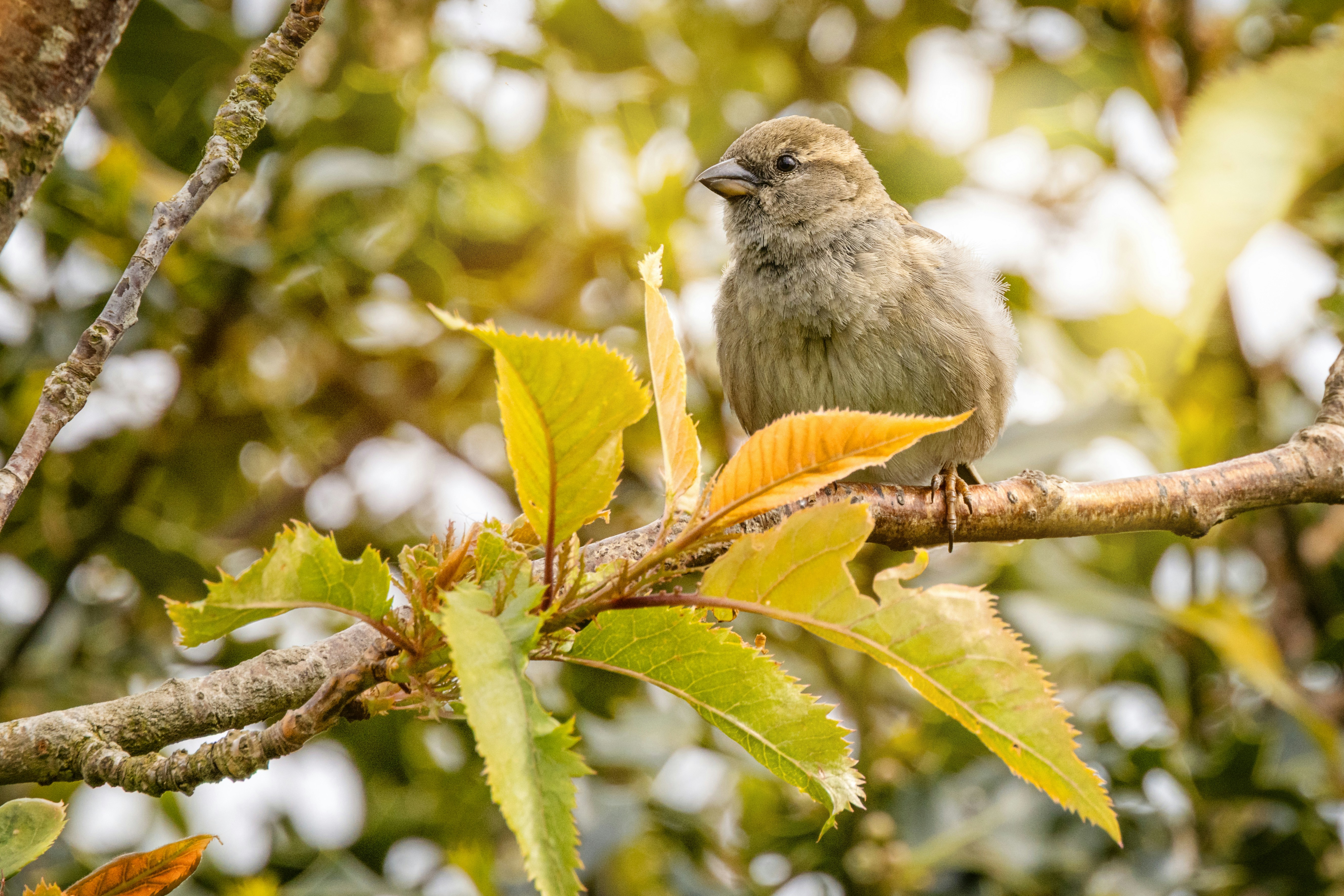 A small bird rests on a tree branch.