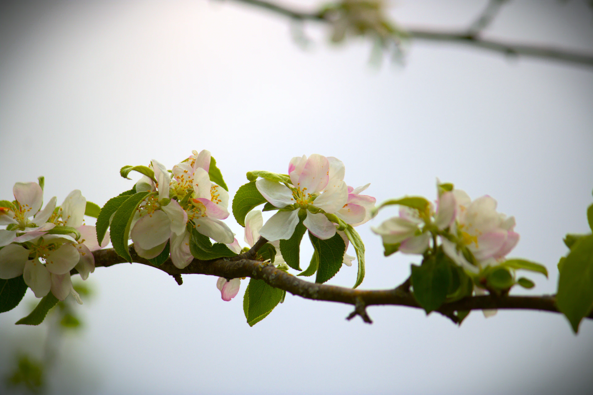 Delicate apple blossoms on a tree branch
