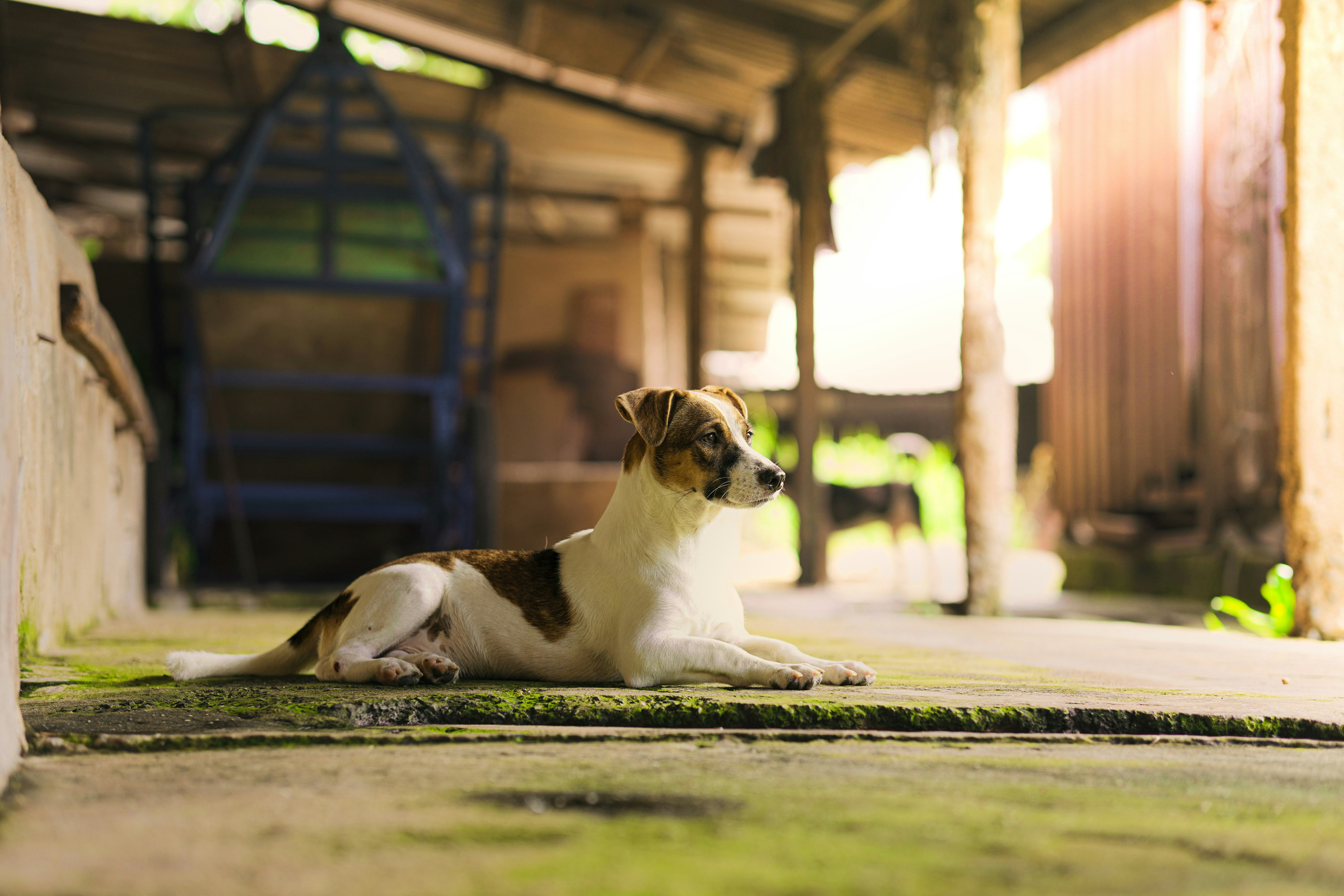 Armazém dos Bichos Agropet