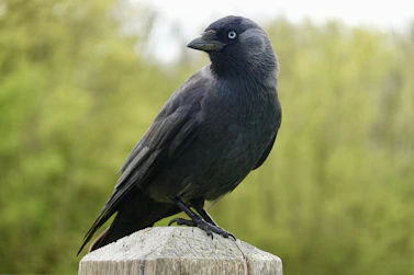 A black bird with blue eyes on a wooden post.