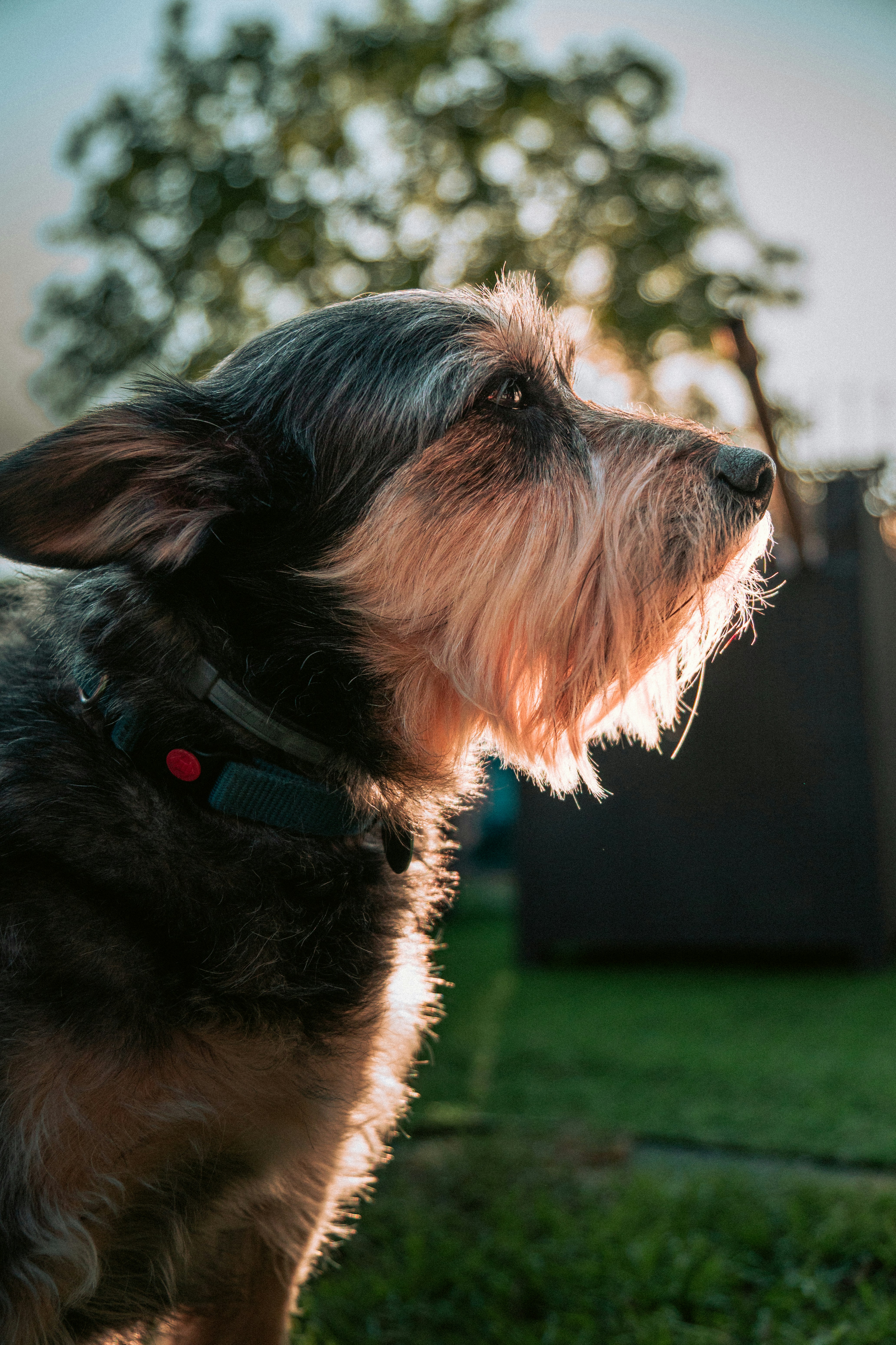 Scruffy dog with beard in golden hour sunlight.