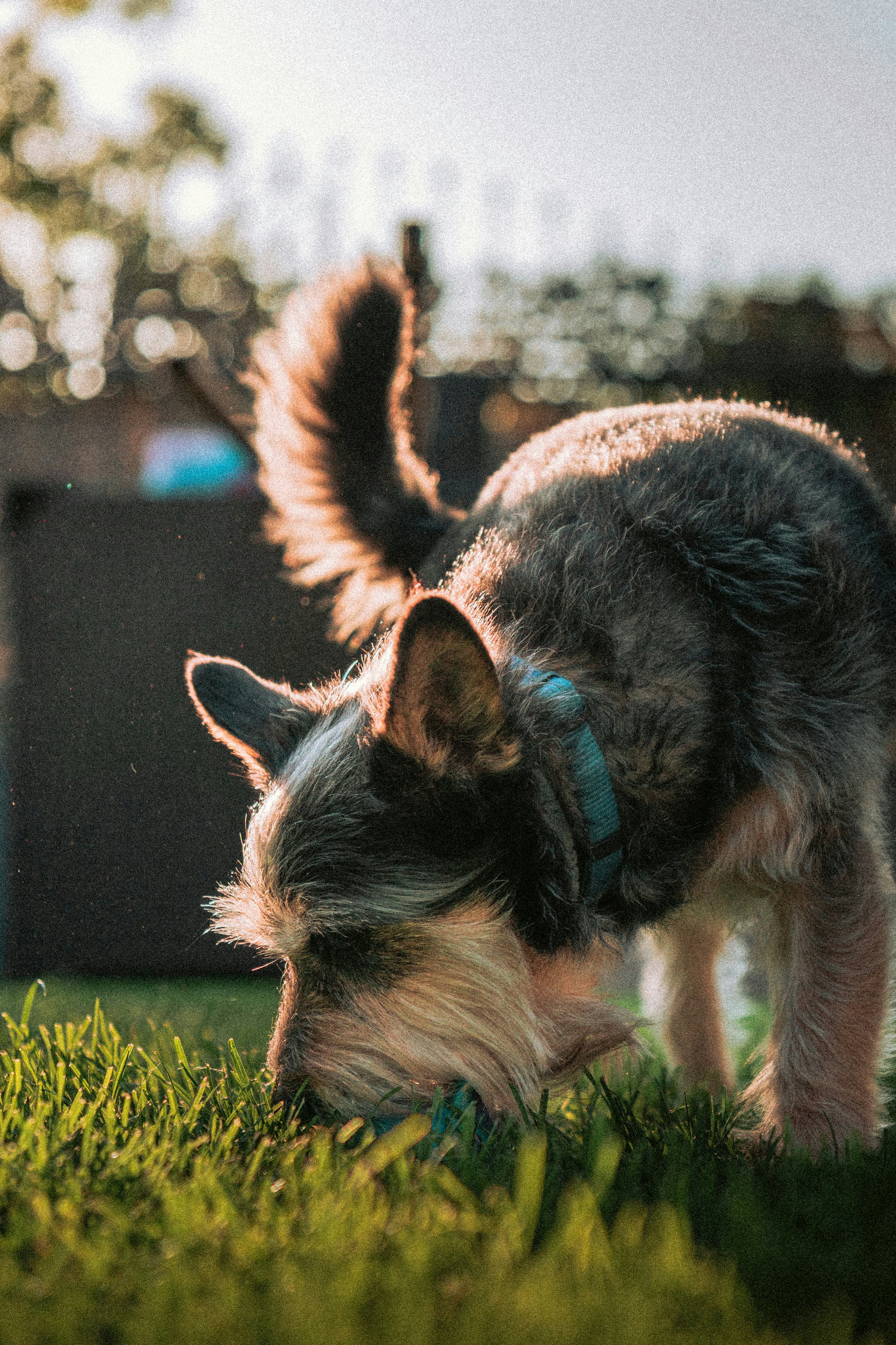 A scruffy dog sniffs the green grass outdoors.