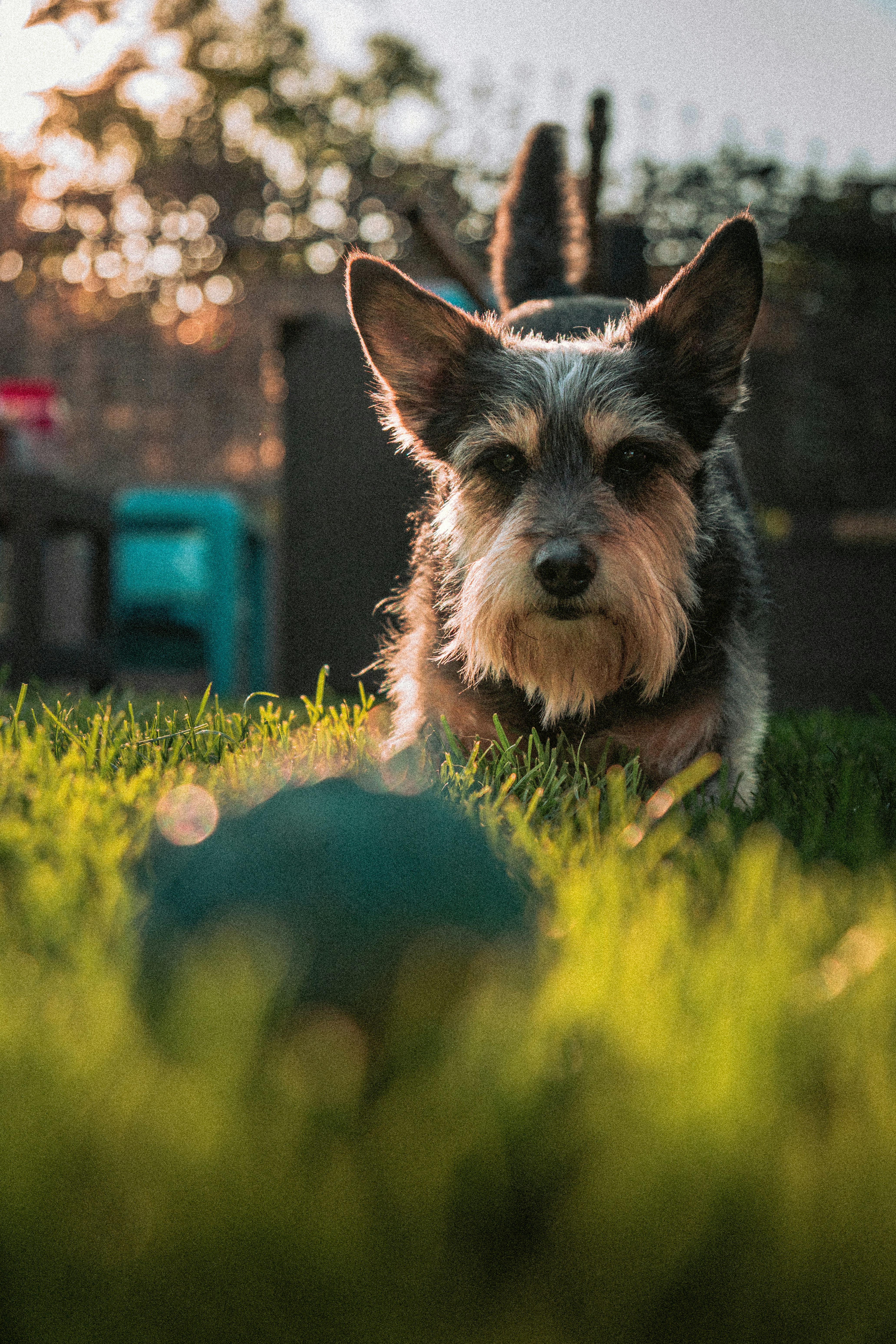 A terrier mix dog in grass with a ball