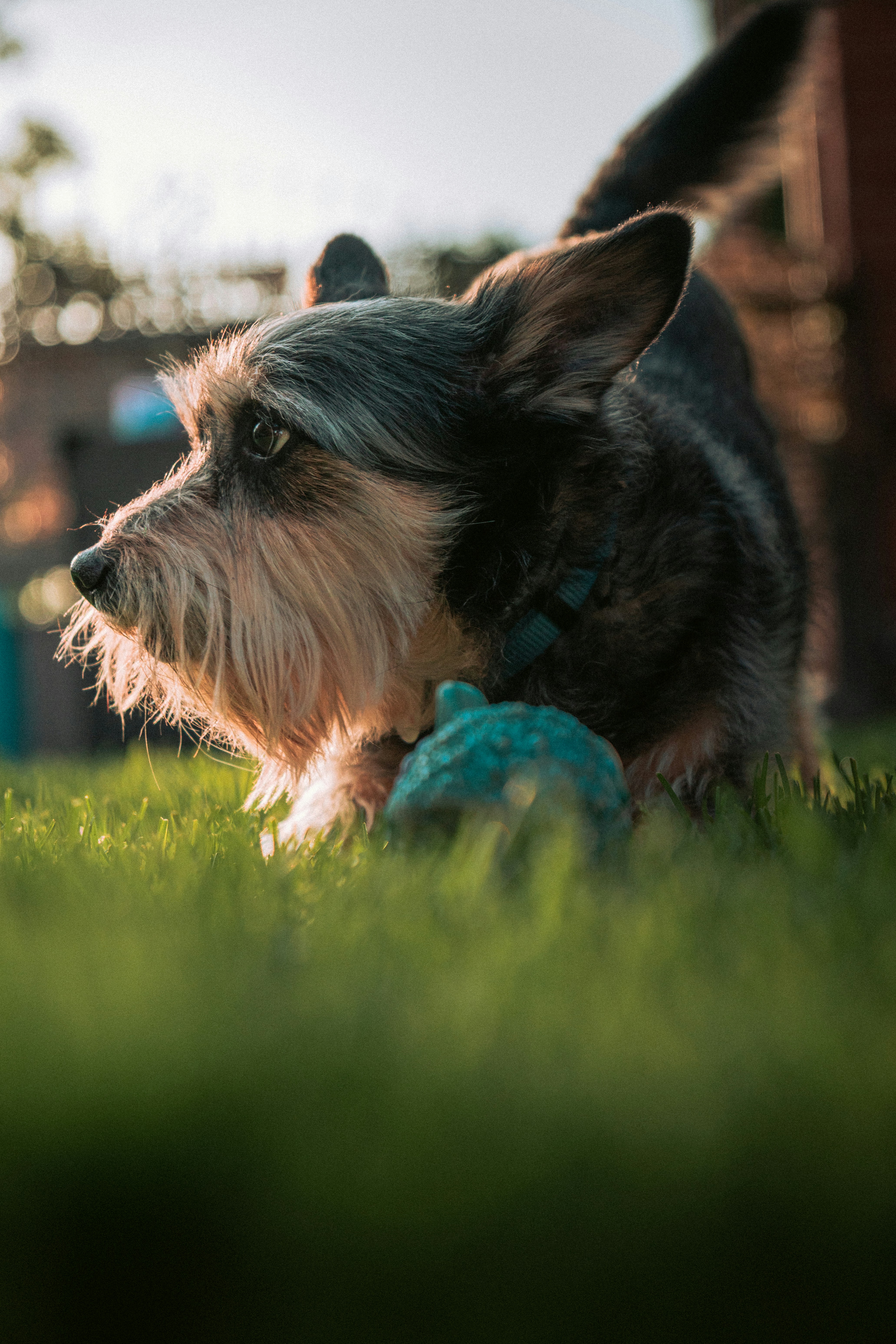 A scruffy dog plays with a toy on grass.
