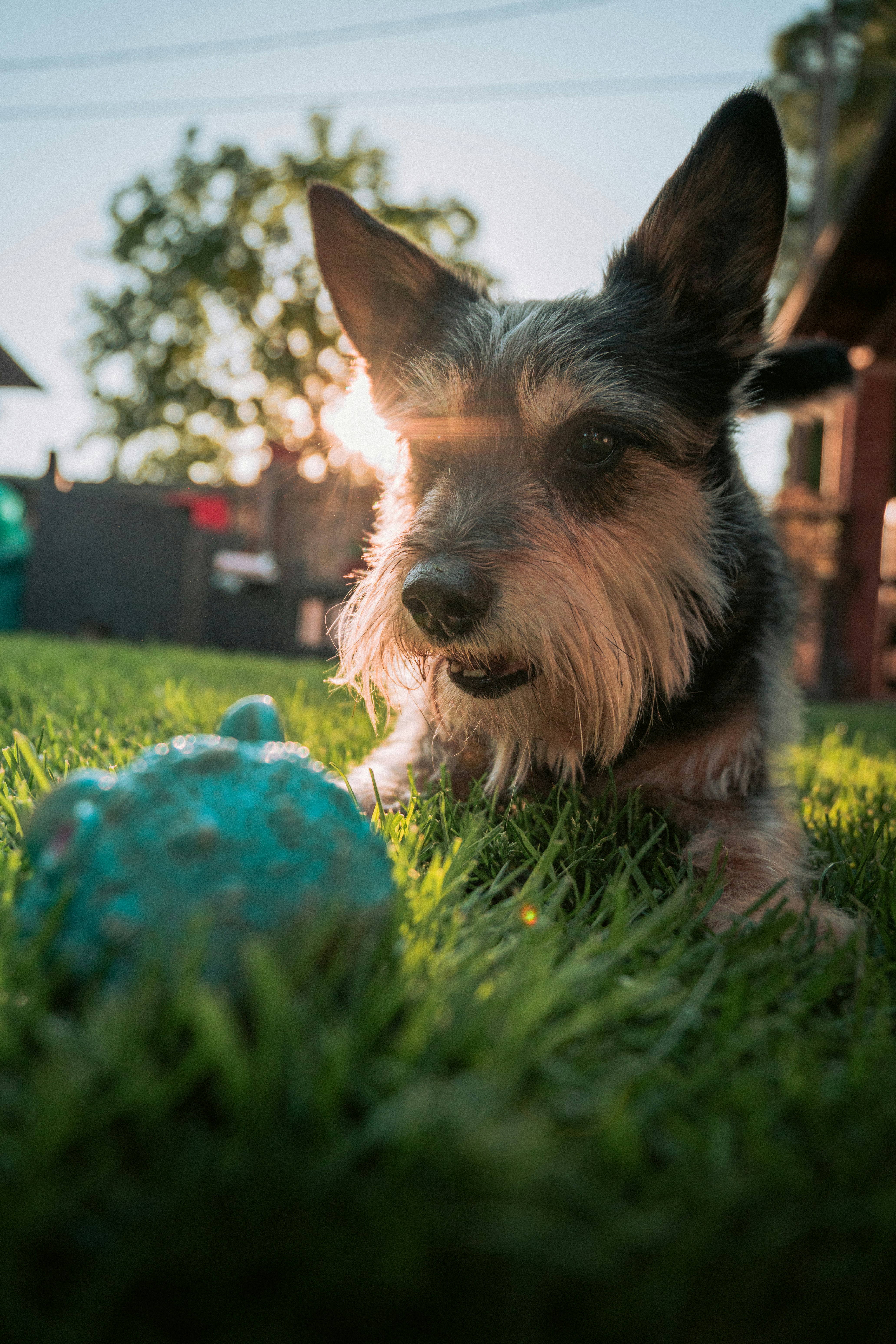 A small dog lies on grass with a toy.