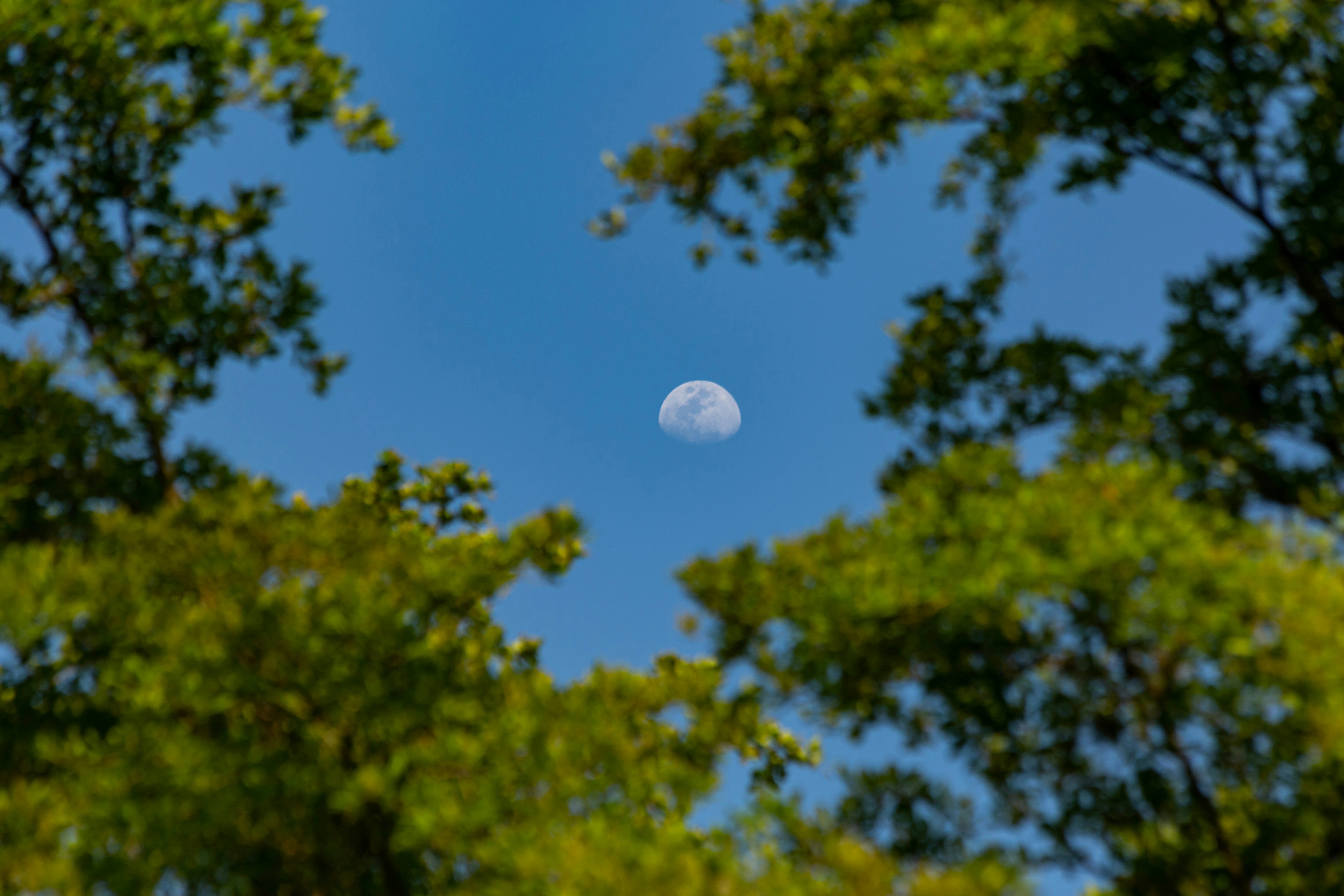 La luna visibile nel cielo attraverso le foglie verdi