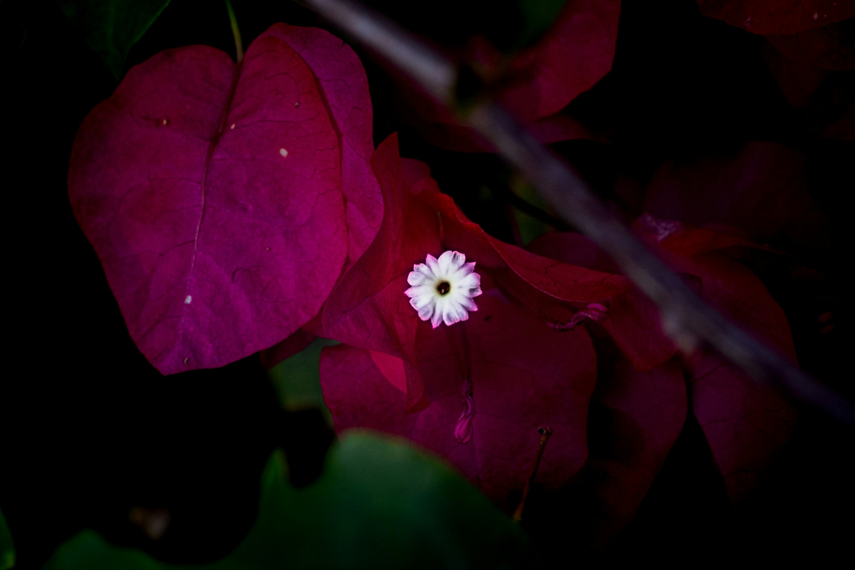 Un piccolo fiore bianco sboccia su foglie di un rosa intenso.