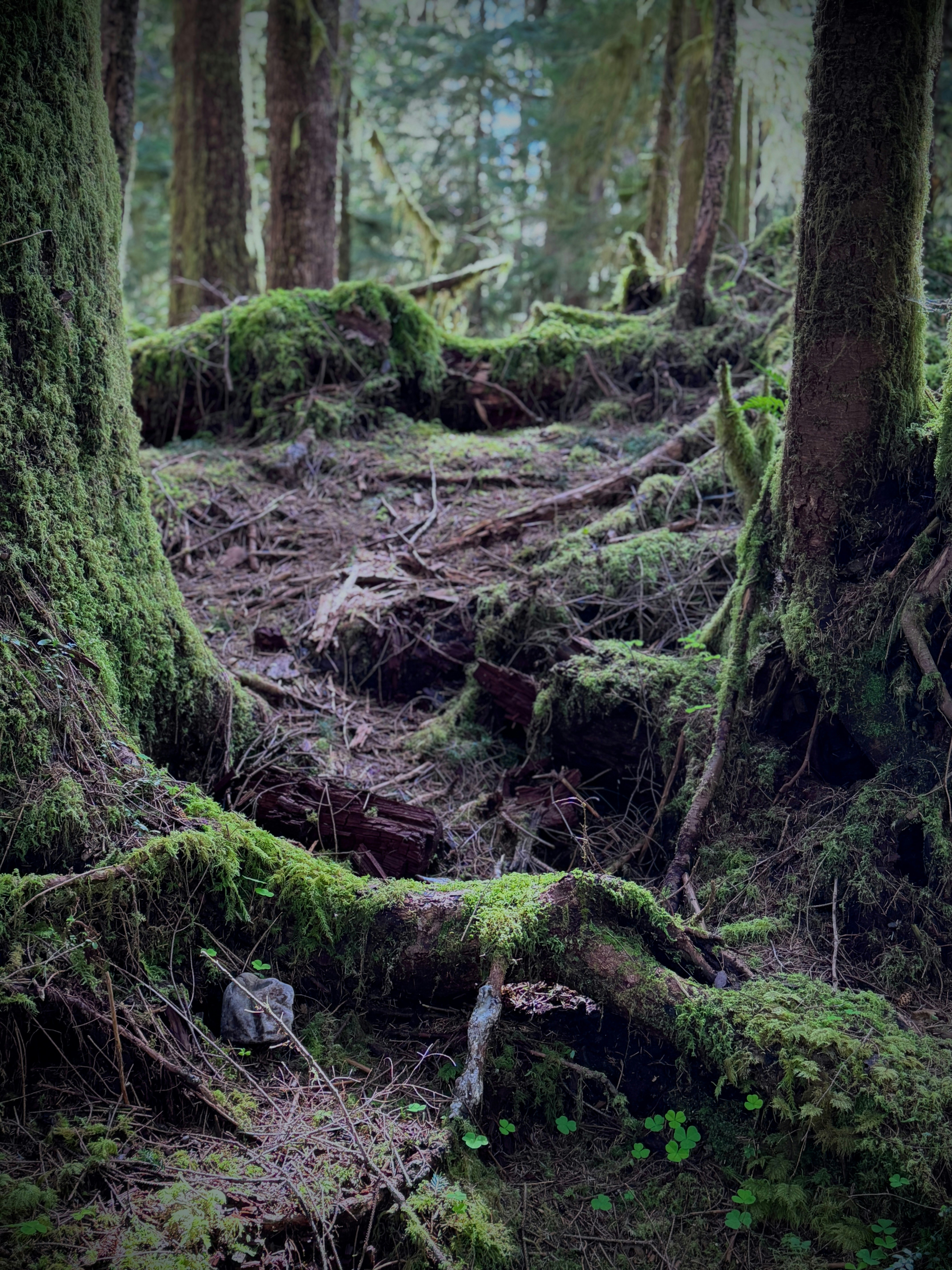 Moss-covered trees on a forest path