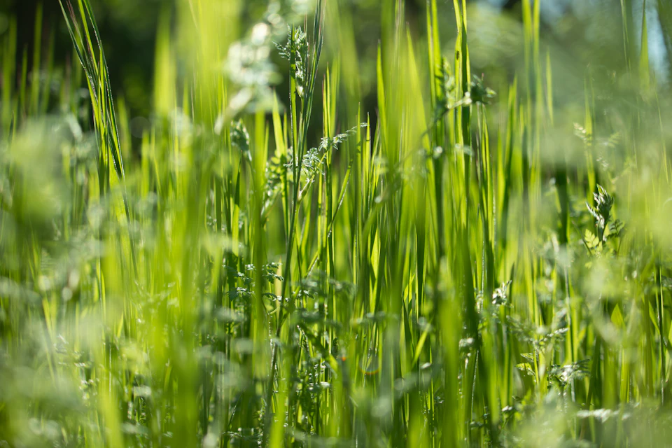 Tall, lush green grass sways gently in the breeze from a low vantage point