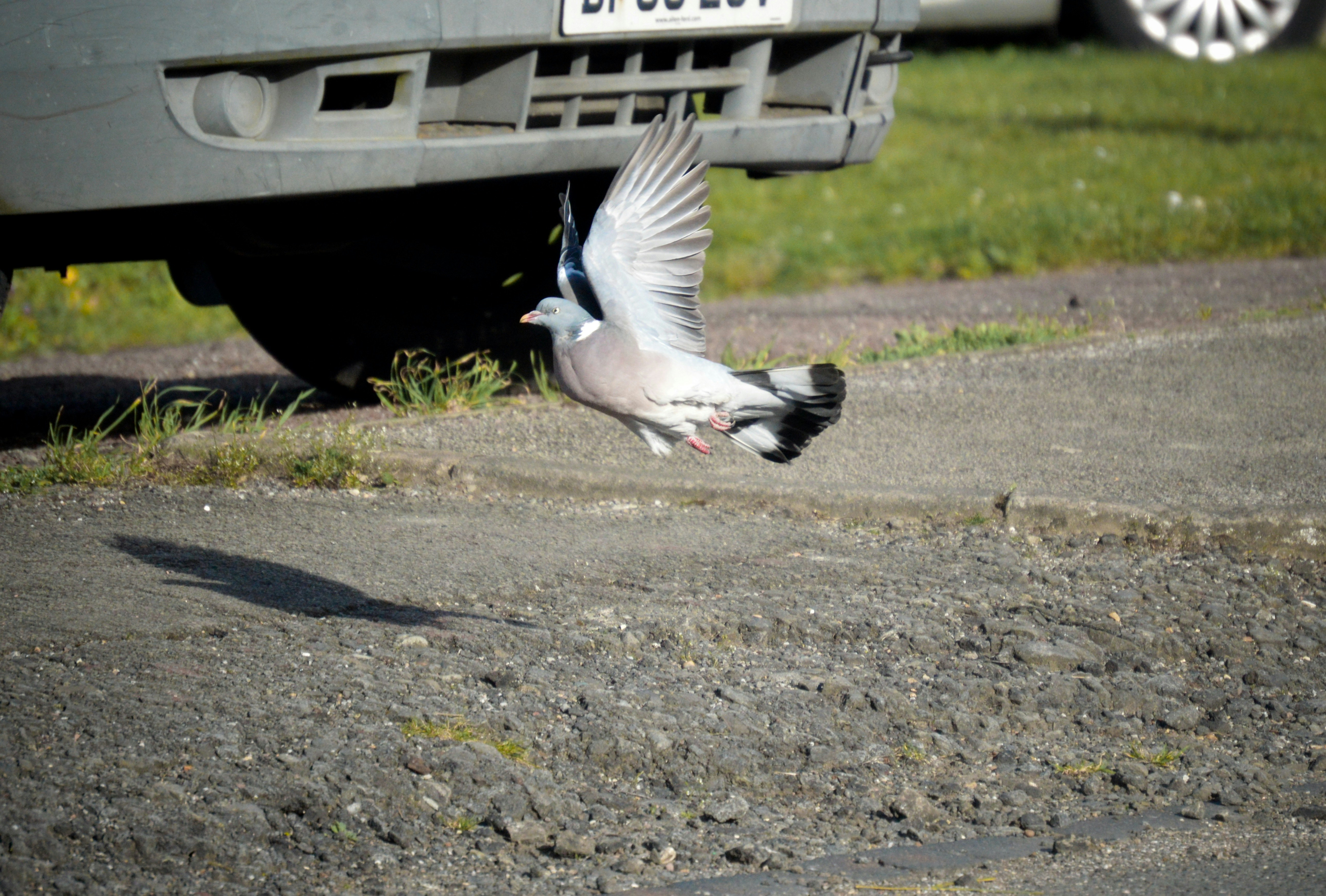 舗装された場所から飛び立つ鳩。