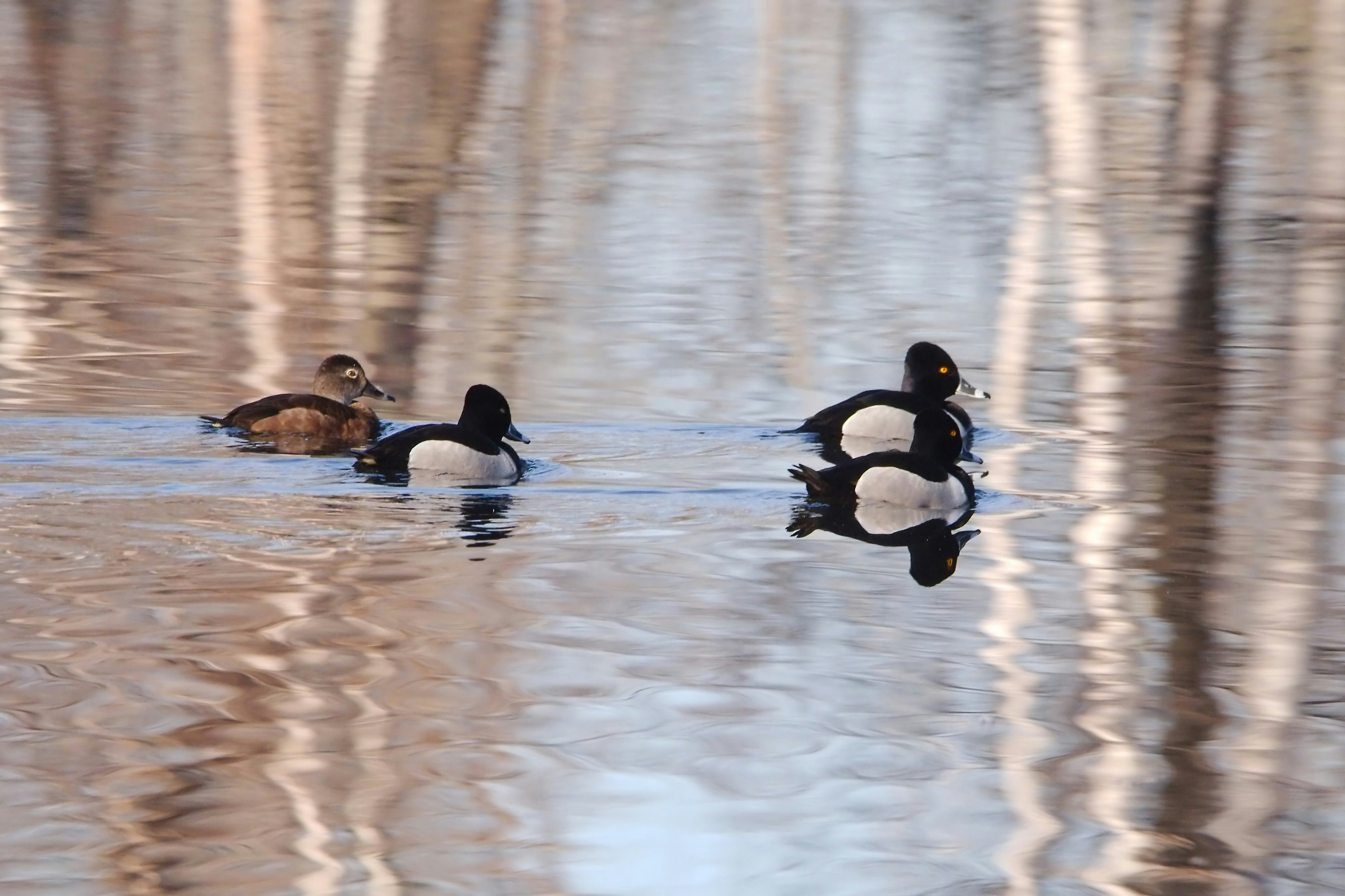 Três patos nadando em um corpo d'água calmo.