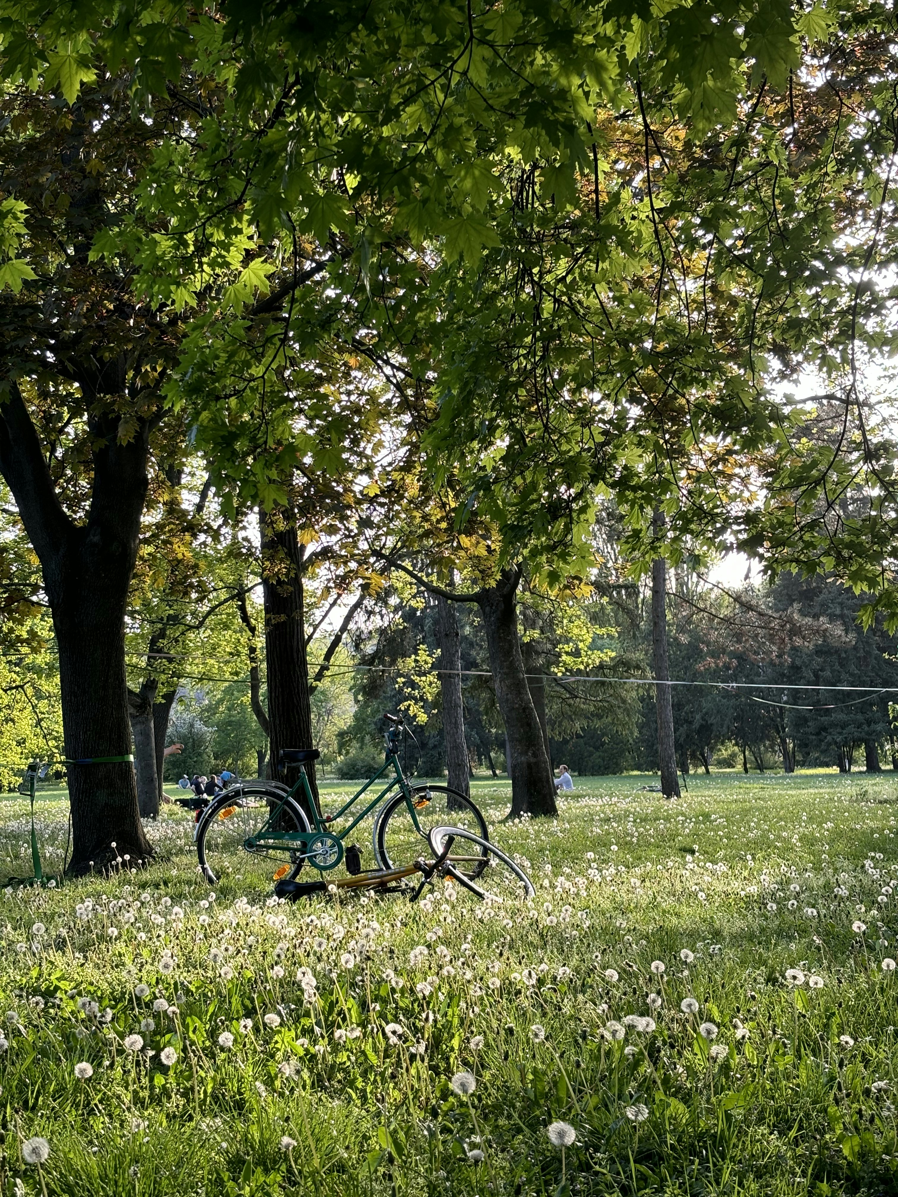 Bicycle parked in a field of dandelions