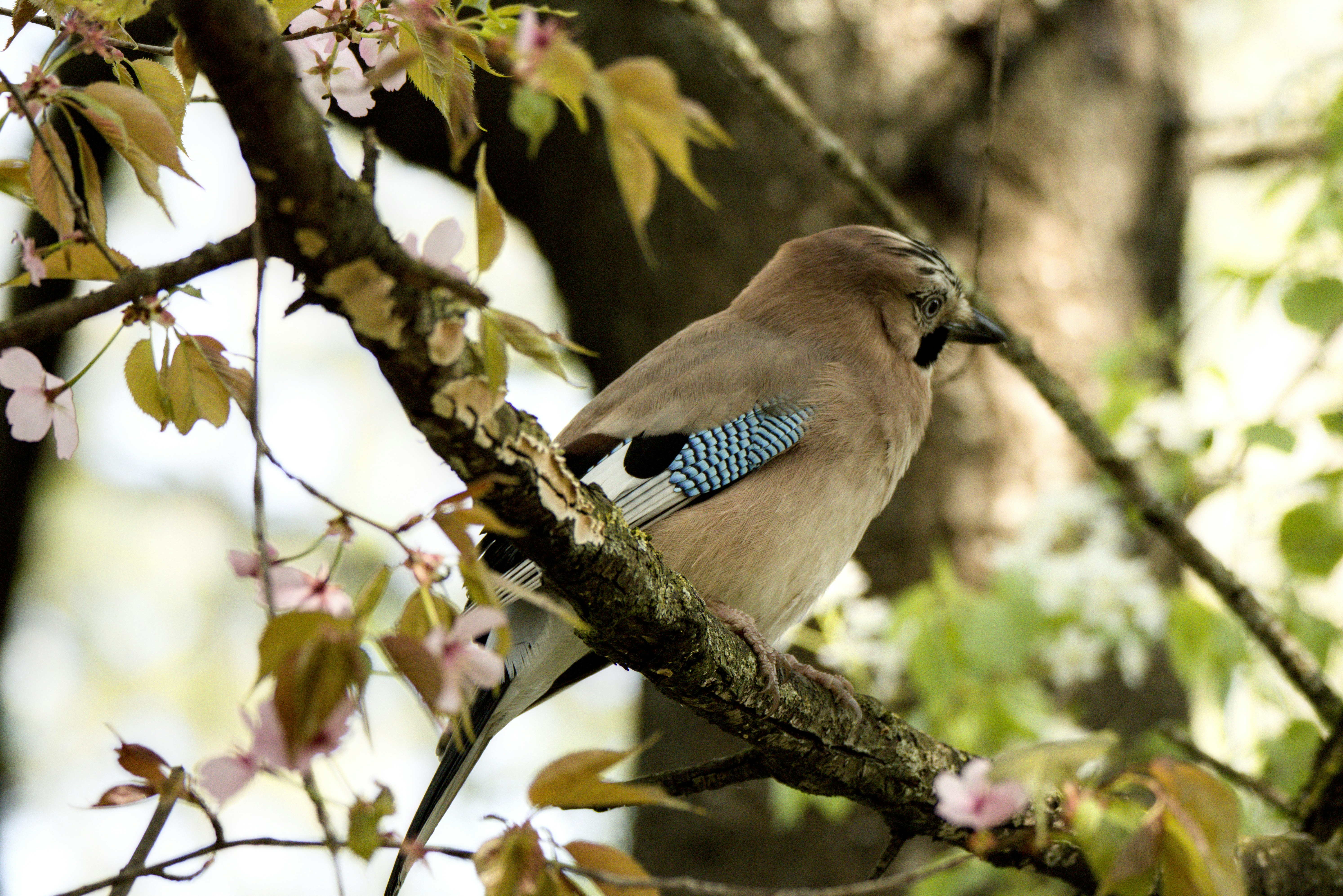 A jay bird rests on a tree branch with blossoms
