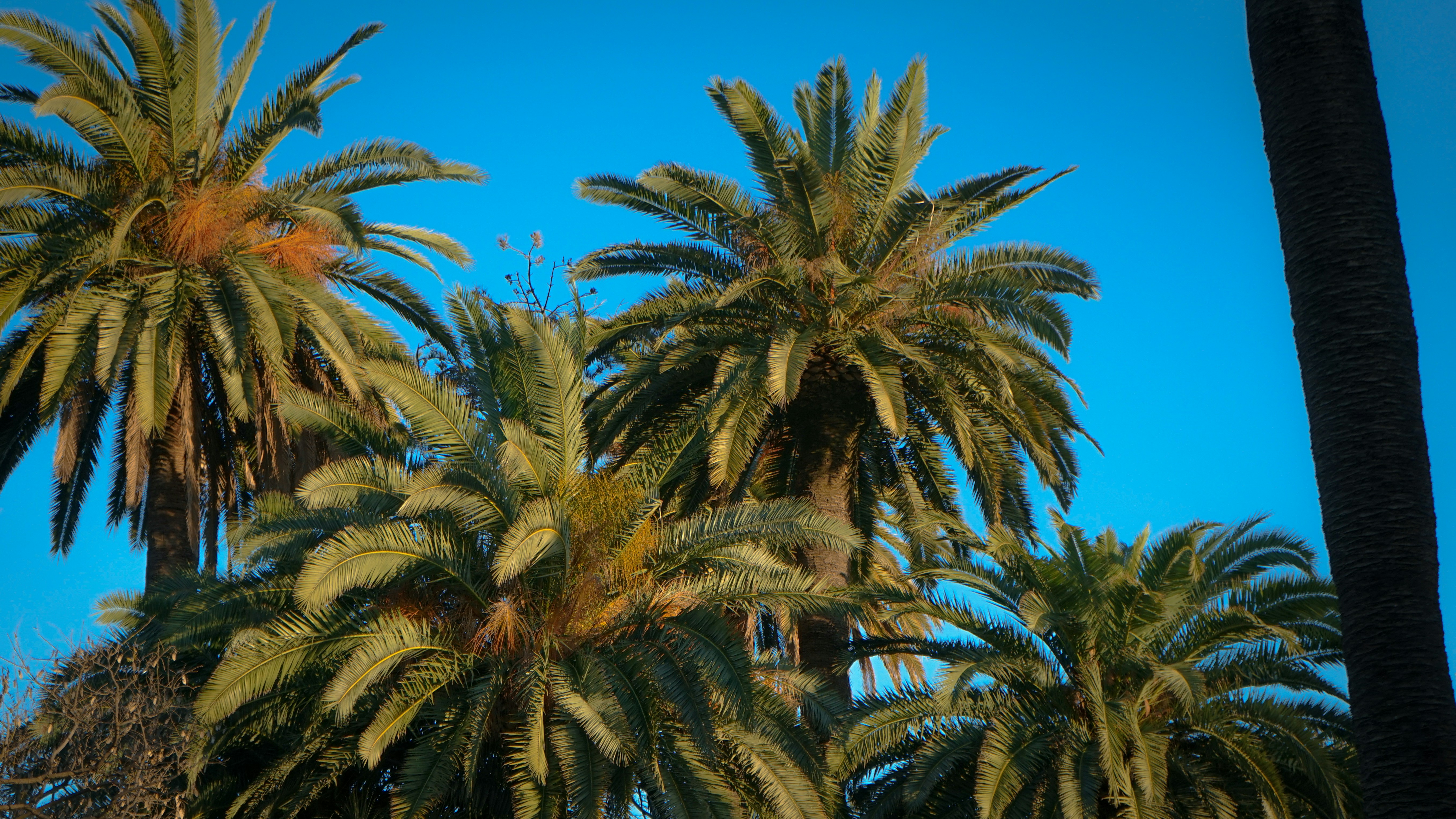 Palm trees against a clear blue sky.