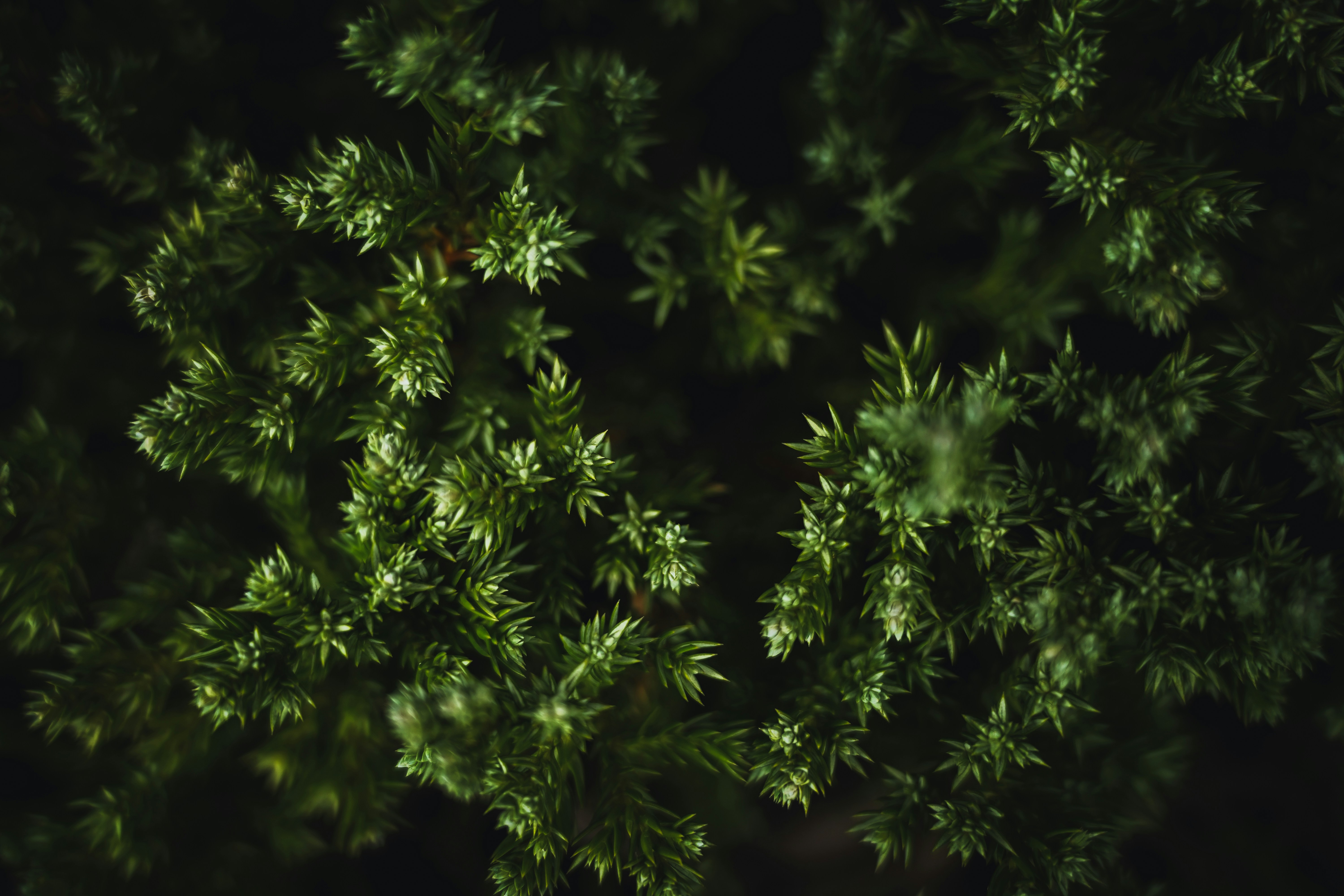 Photo by greensyntax