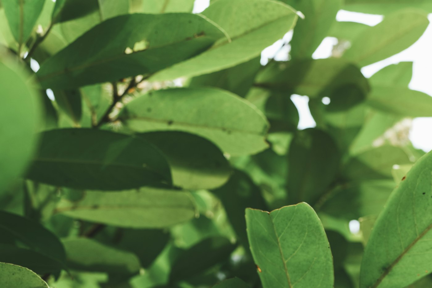 Close-up of glossy evergreen hedge leaves