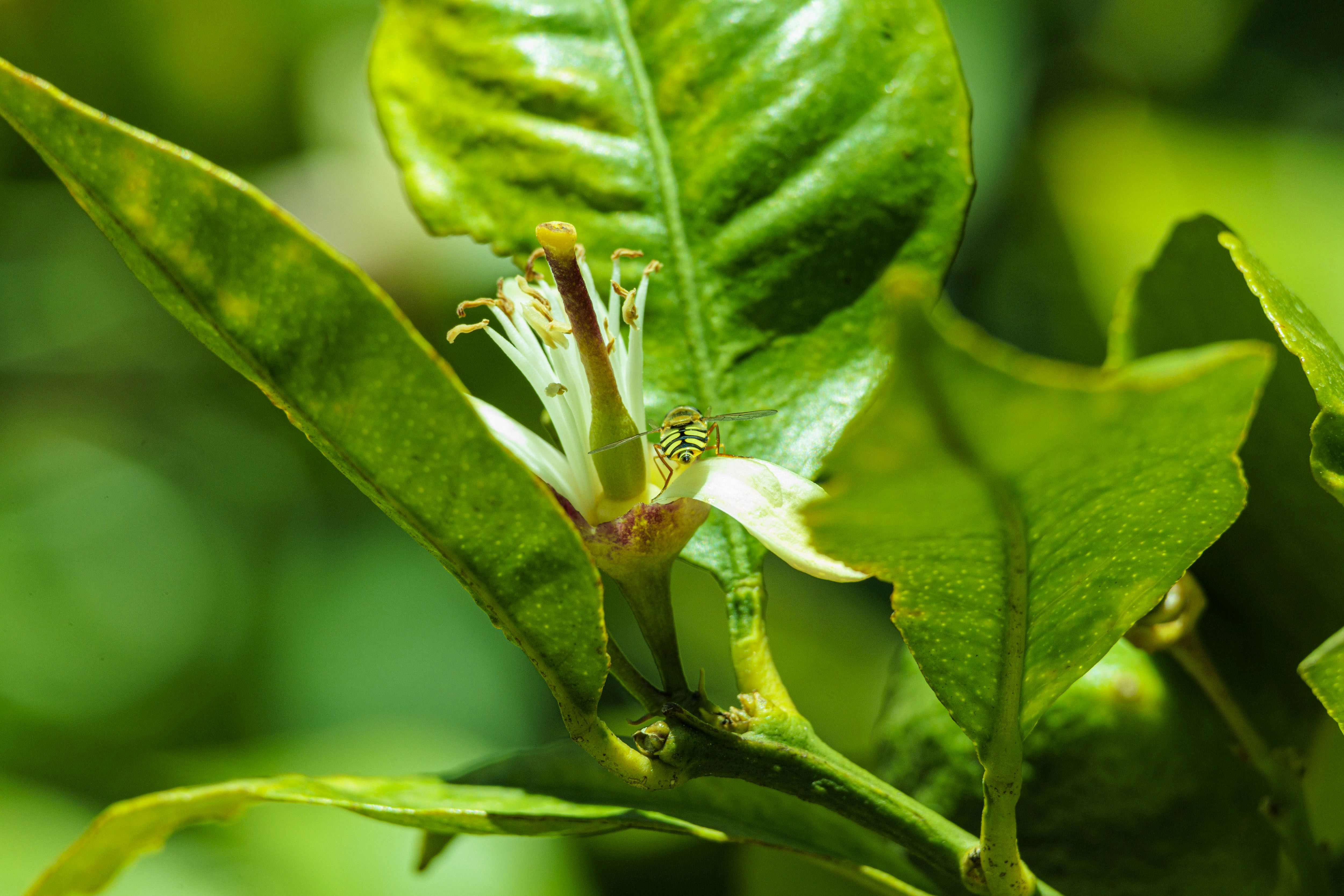 Growth Regulators