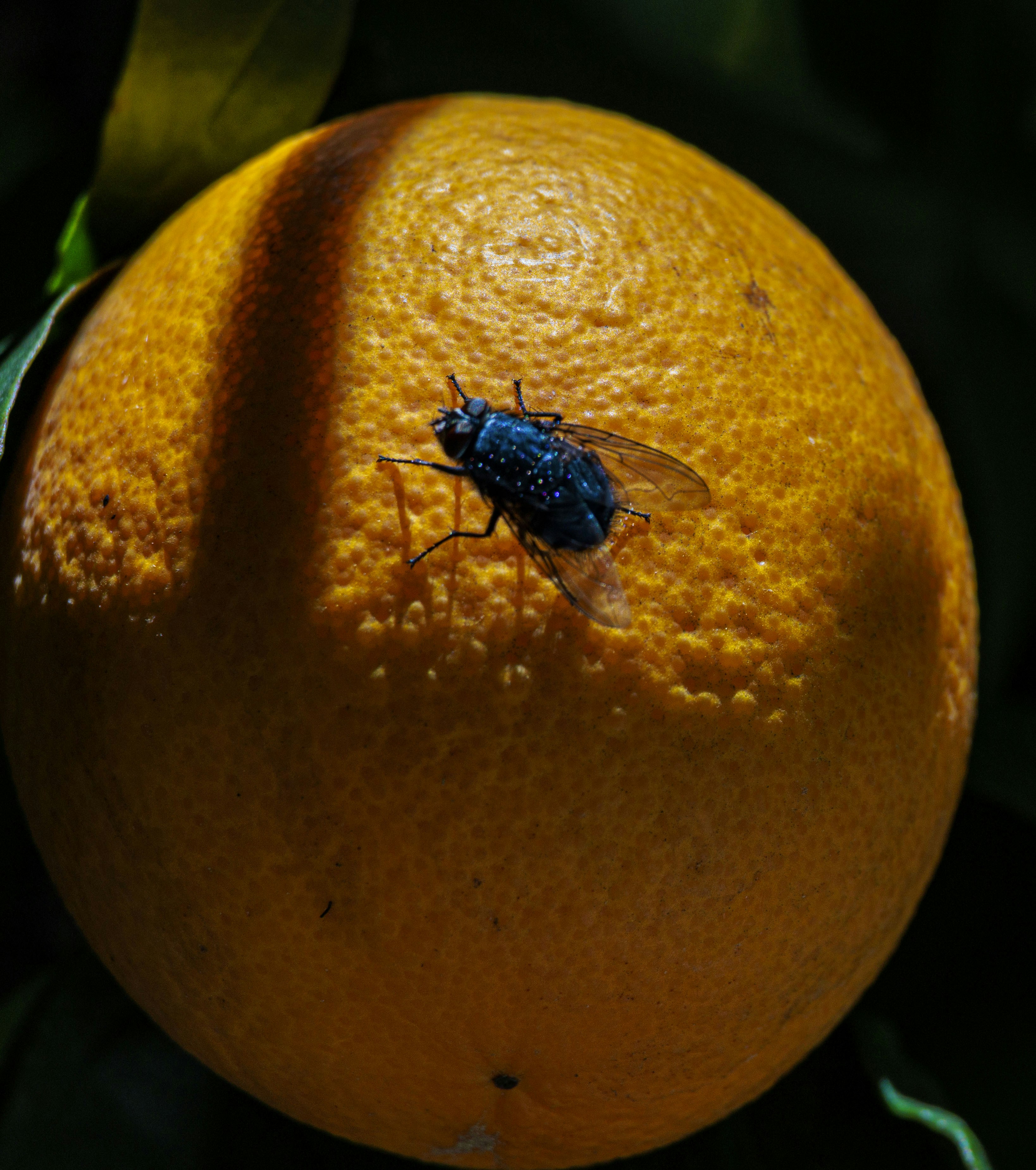Una mosca descansa sobre un fondo naranja texturizado con fondo oscuro.