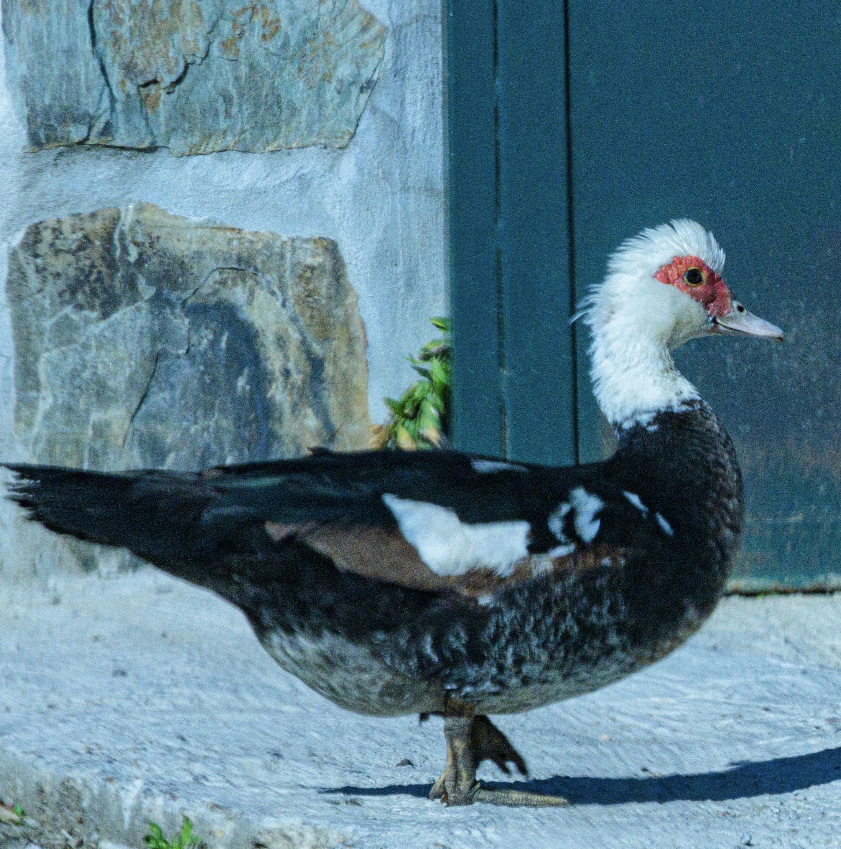 Un pato moscovia está de pie en un escalón de piedra.