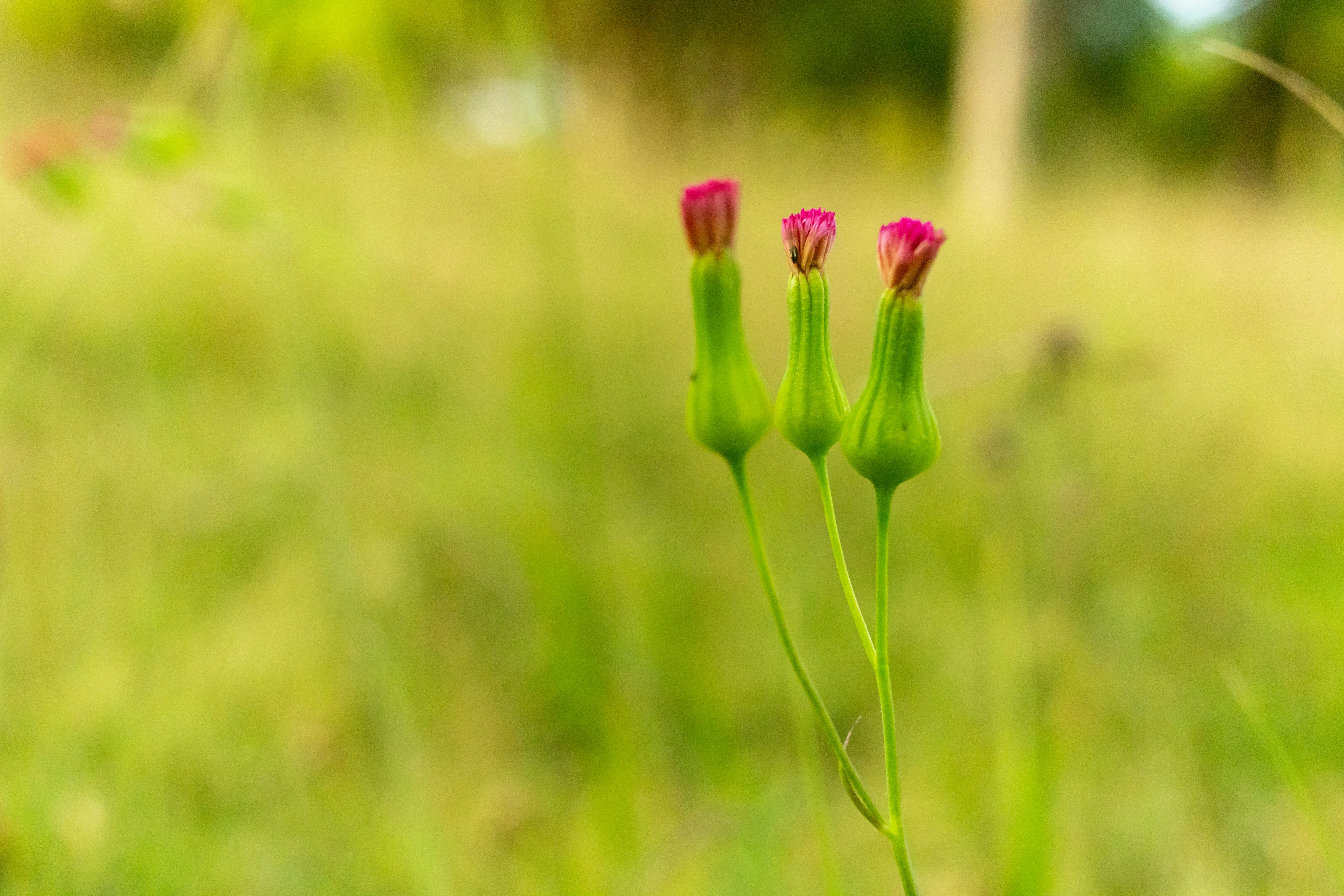 Tre piccoli boccioli rosa su steli verdi