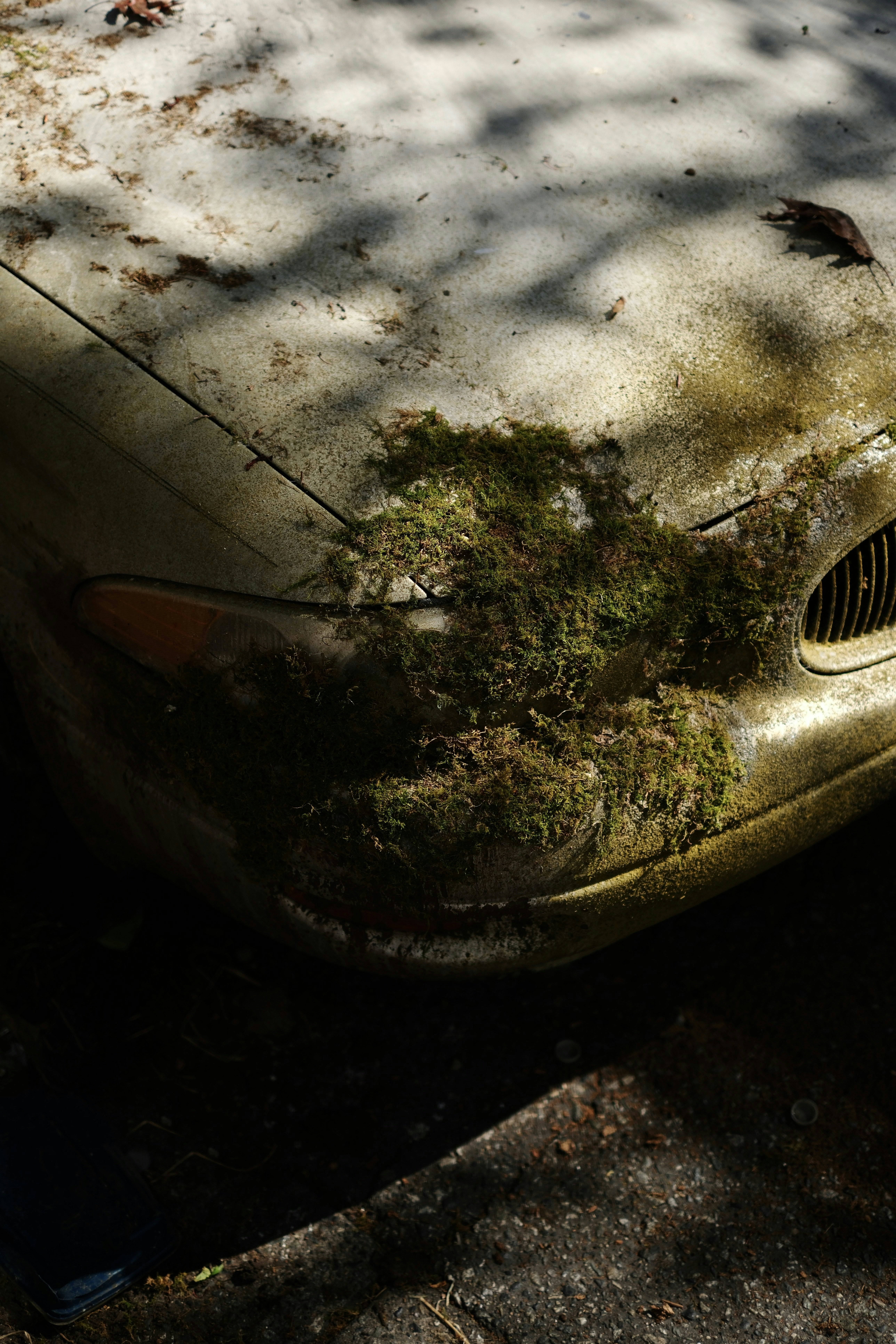 Abandoned car covered in moss and leaves