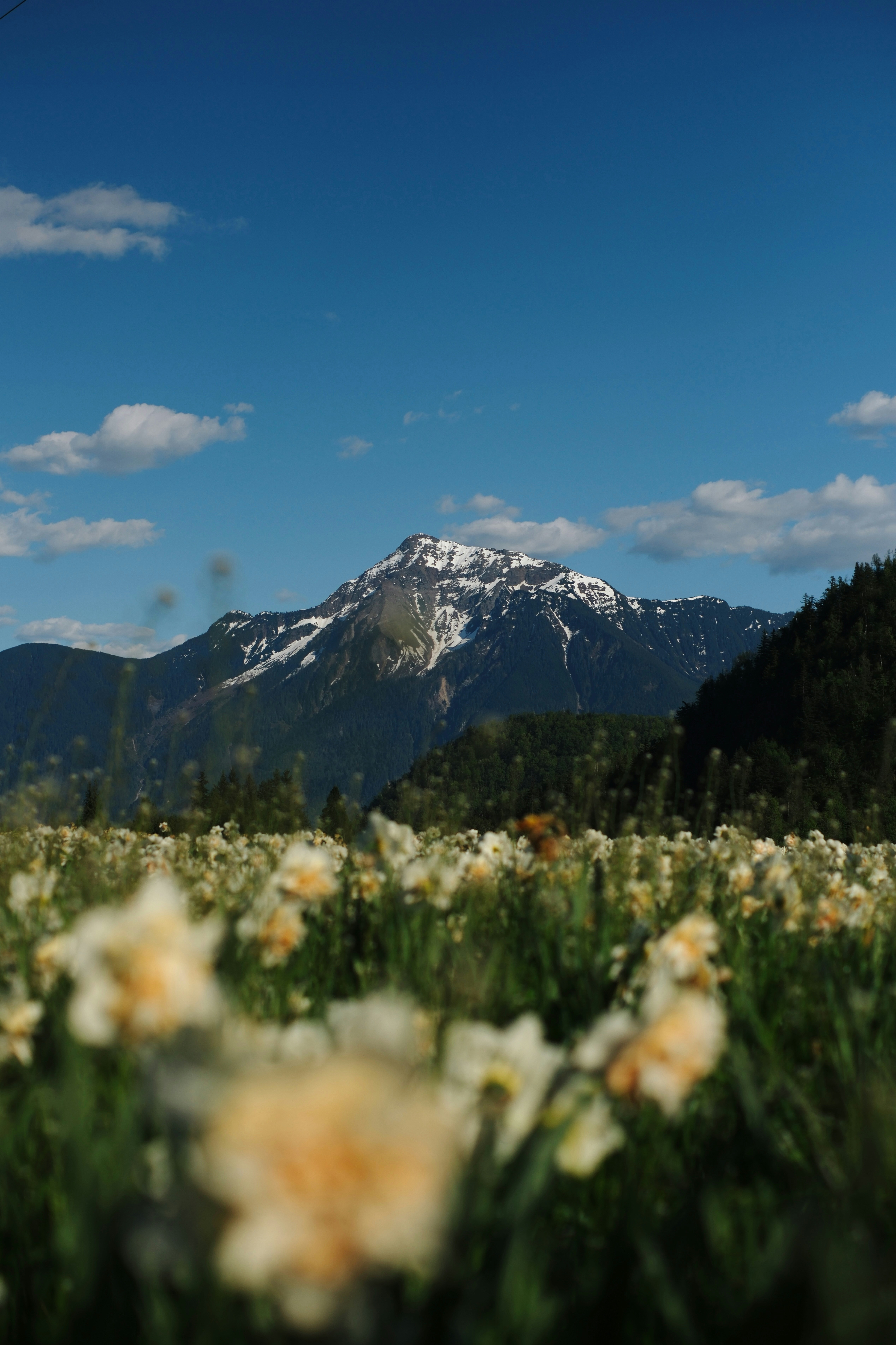 Field of daffodils with snow-capped mountain background