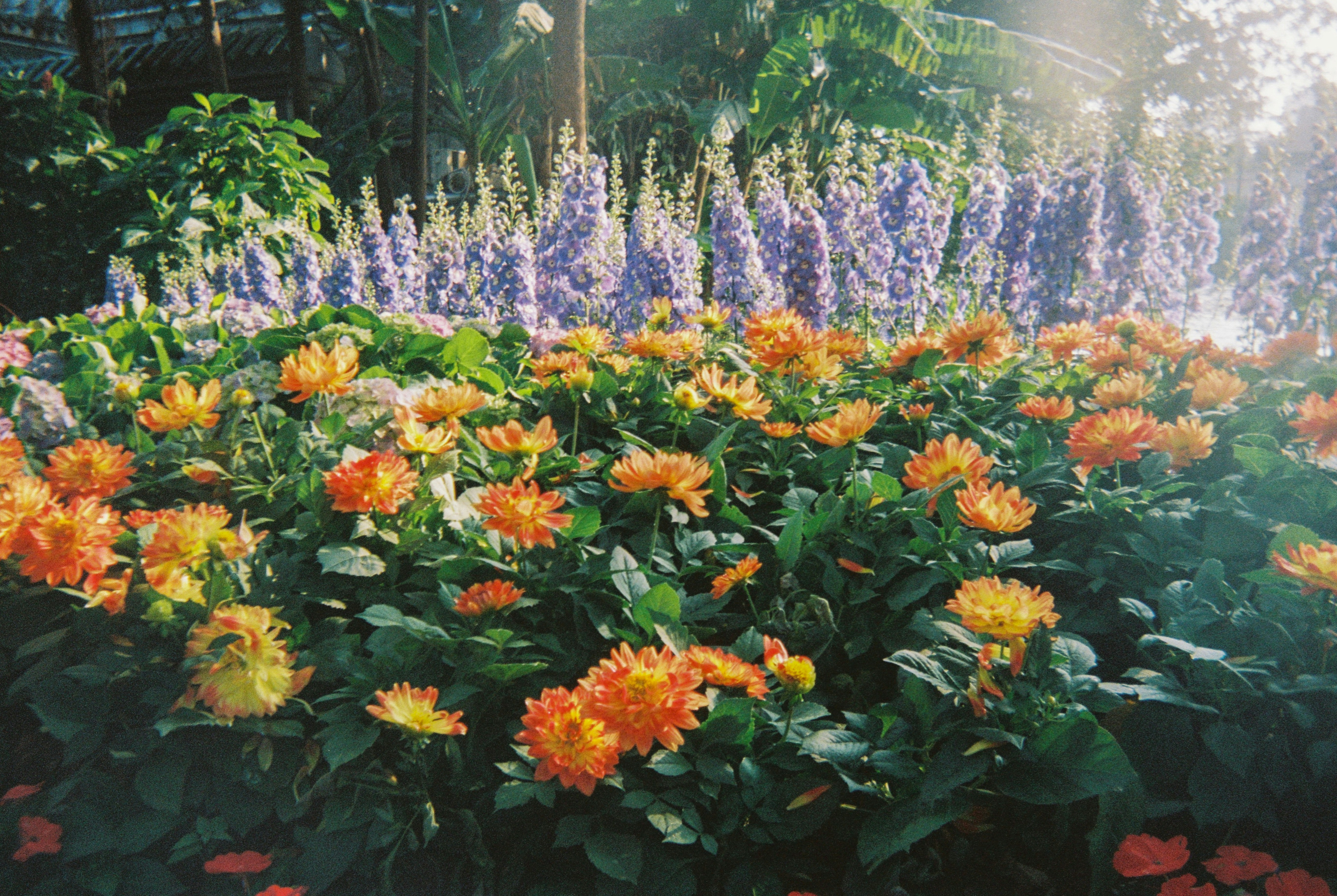 Orange and purple flowers in a garden
