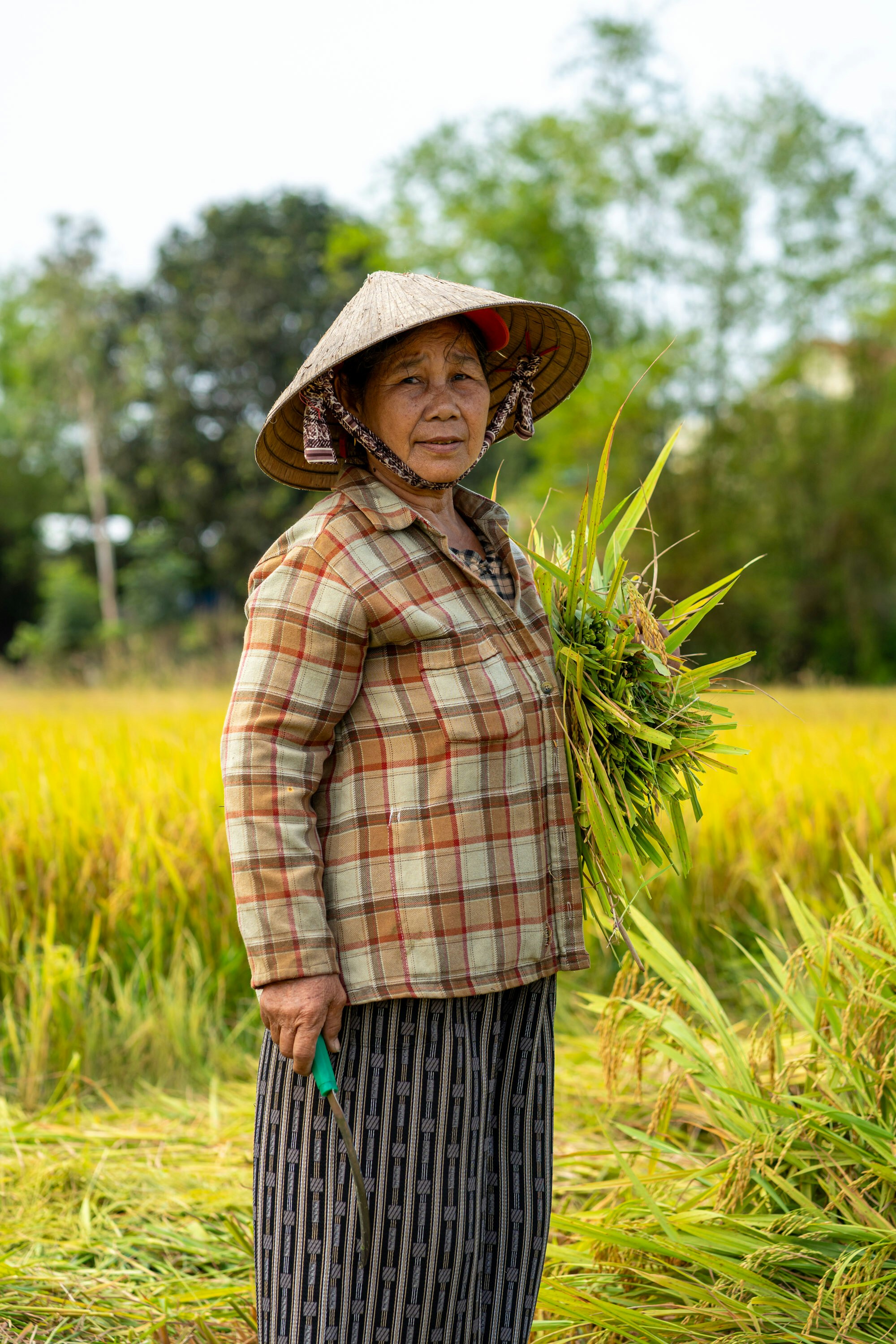 Elderly woman in conical hat holding harvested rice.