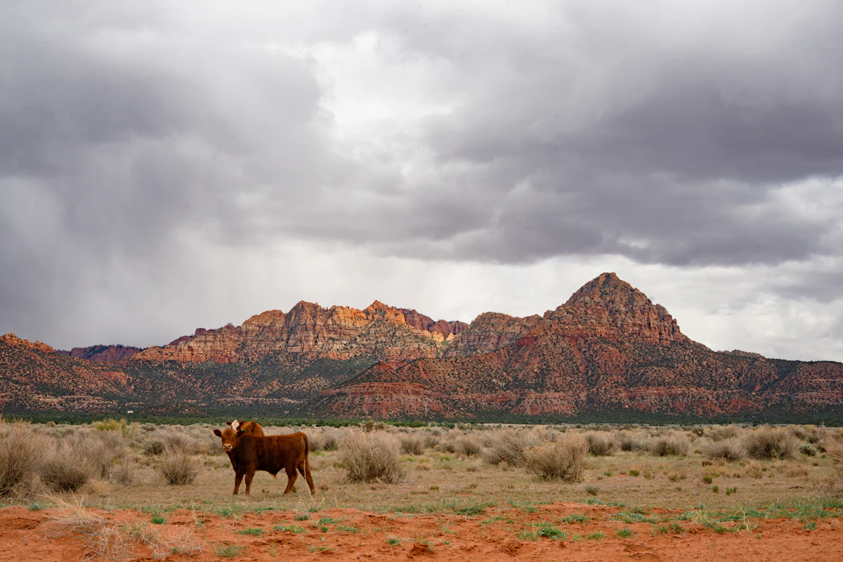 A cow in the scrub at Apple Valley, Utah, under rain clouds, with red rock peaks behind