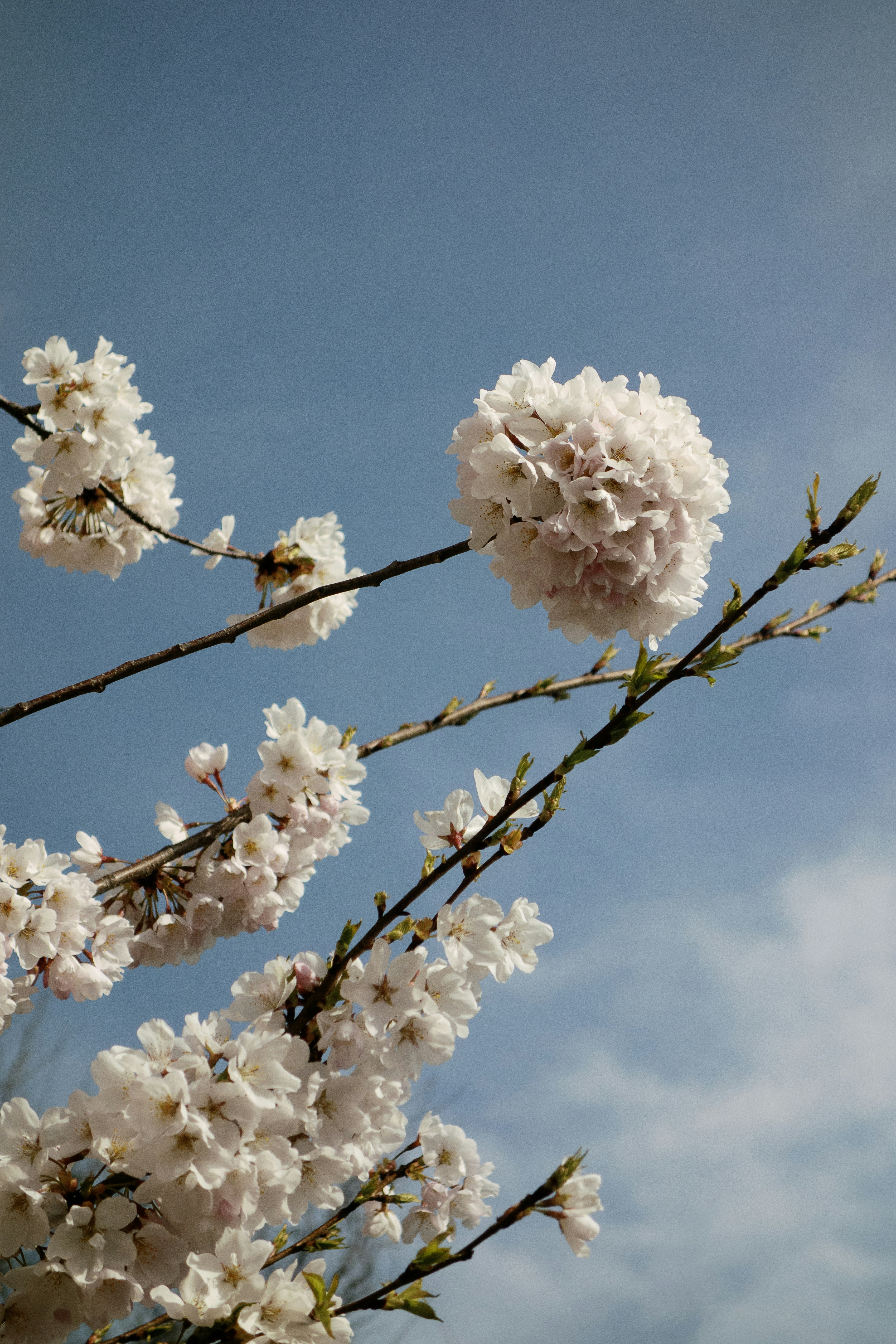 Cherry blossoms bloom against a clear blue sky.