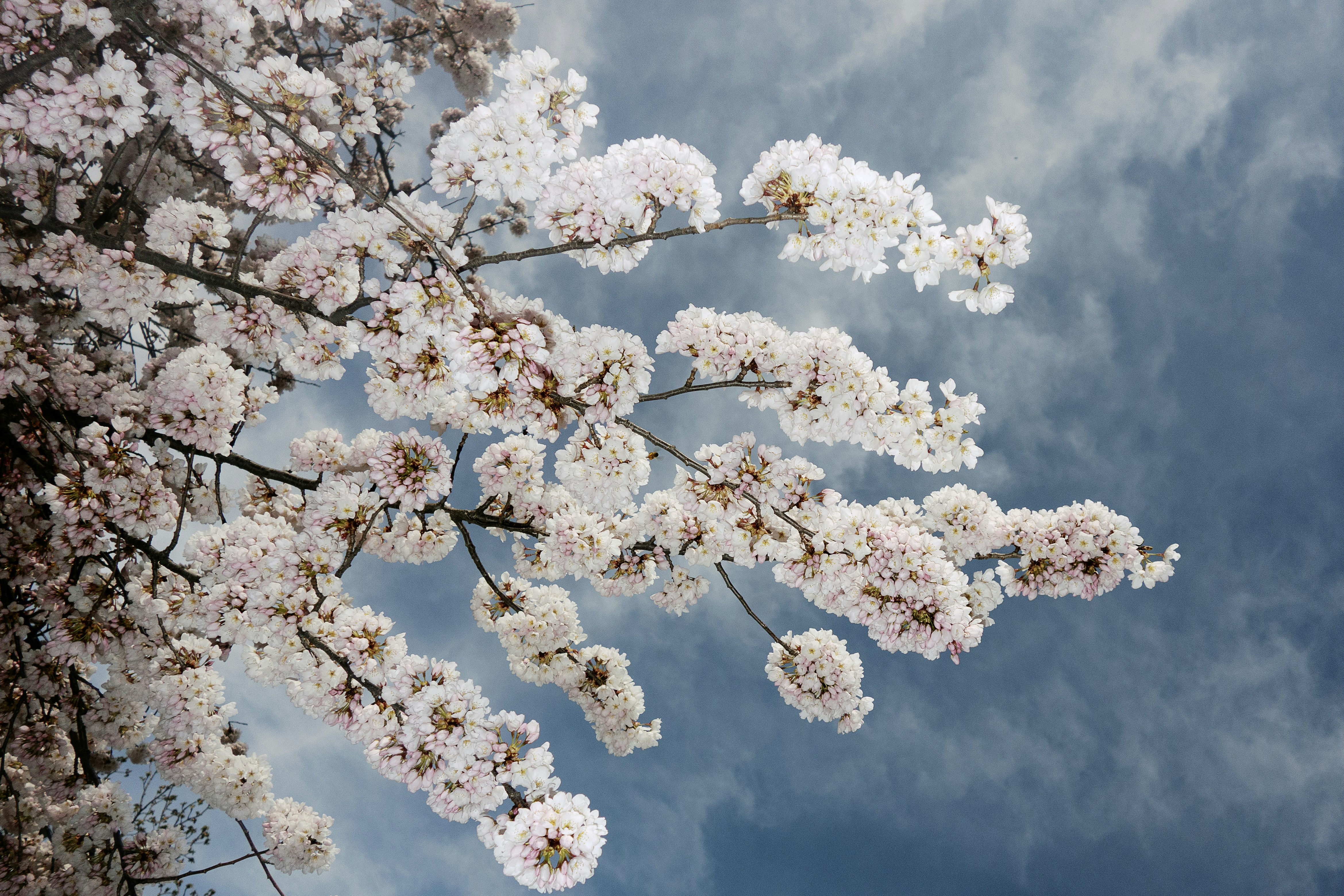 Pink cherry blossoms on a tree branch.