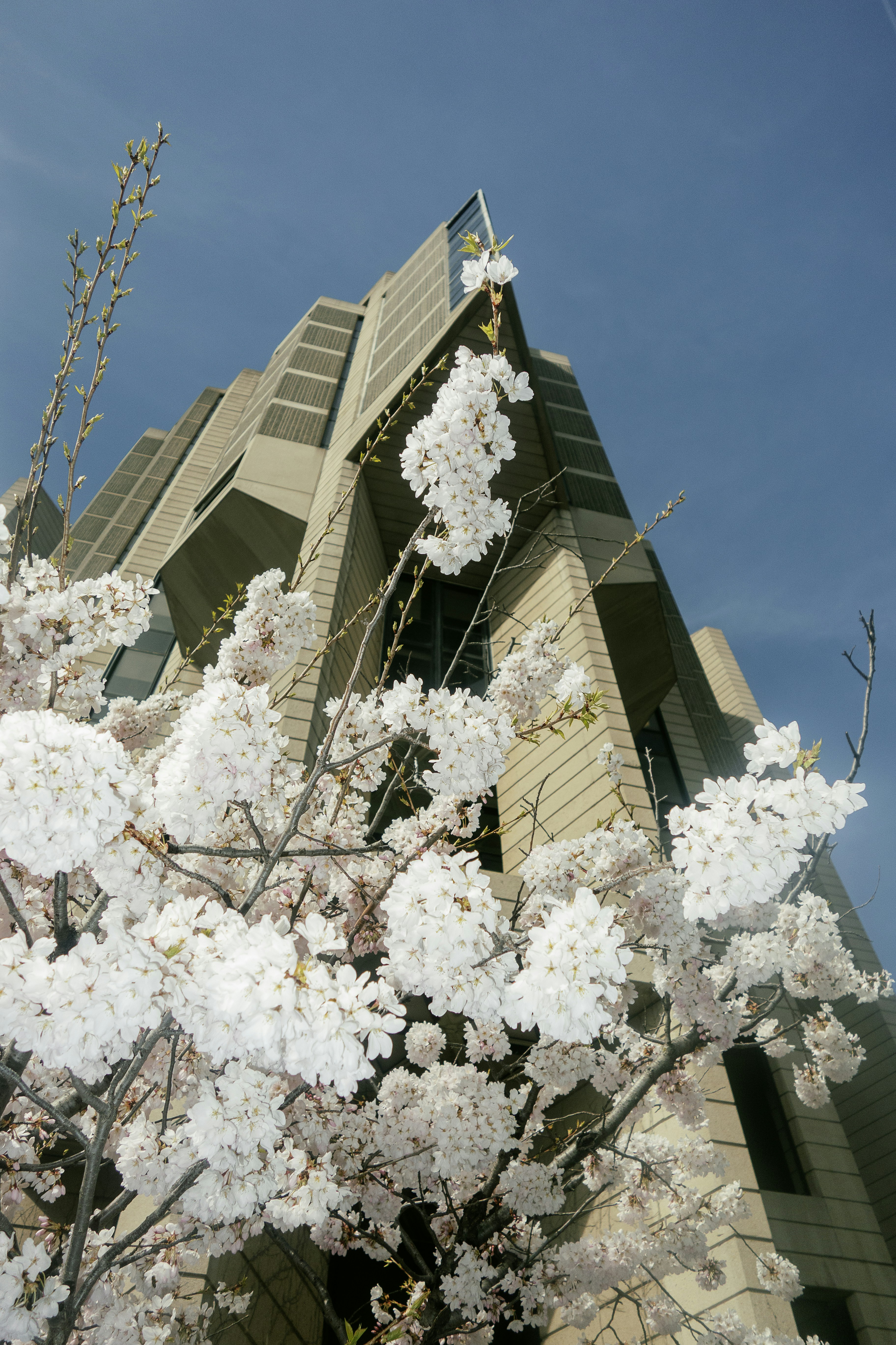 Modern building with blooming cherry blossoms in foreground.