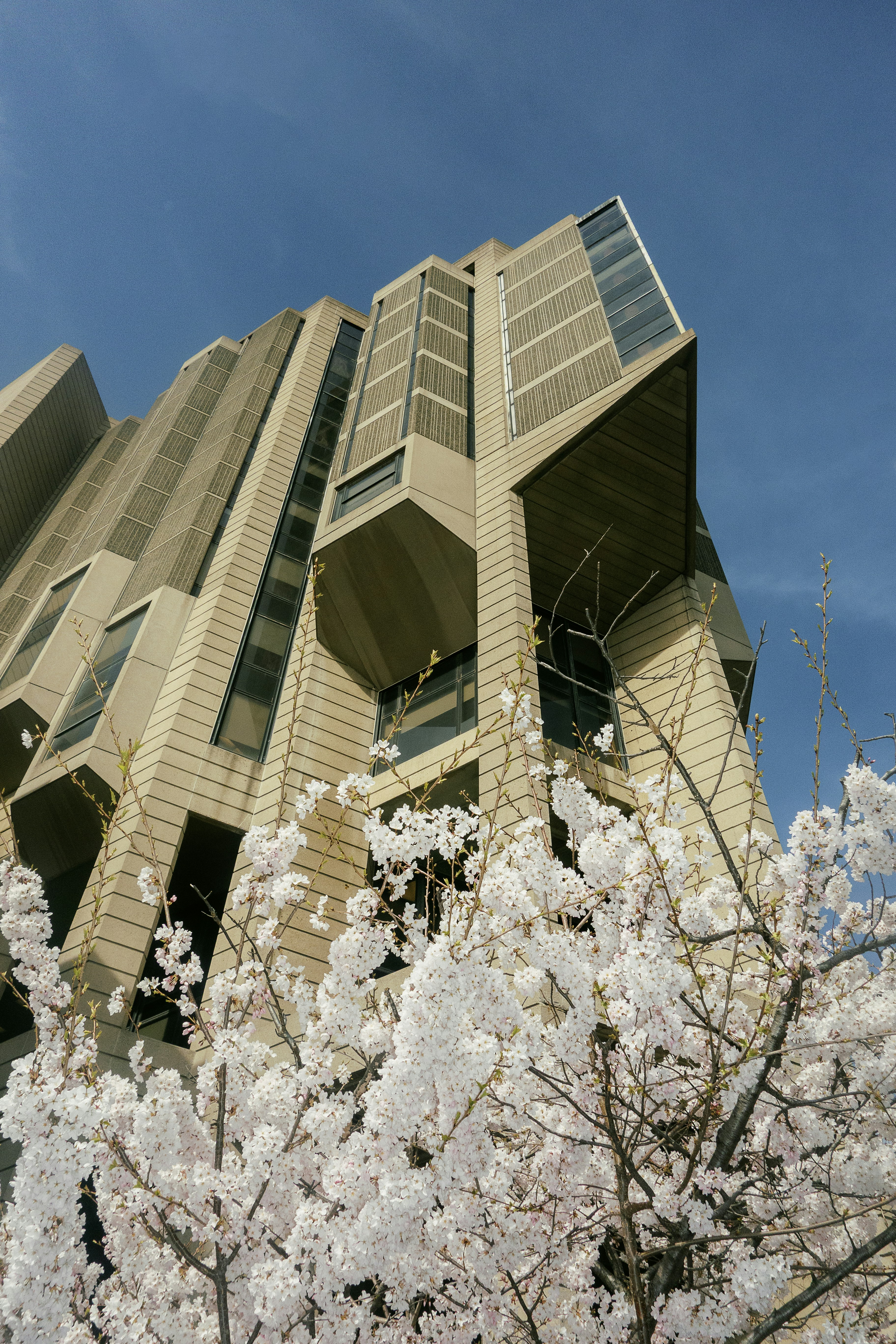 Modern building with blooming cherry blossoms in foreground