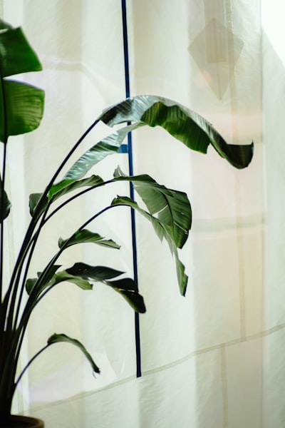 Strelitzia
