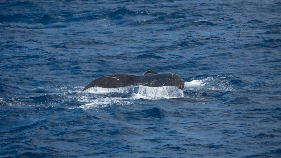Whale tail emerging from the Atlantic ocean