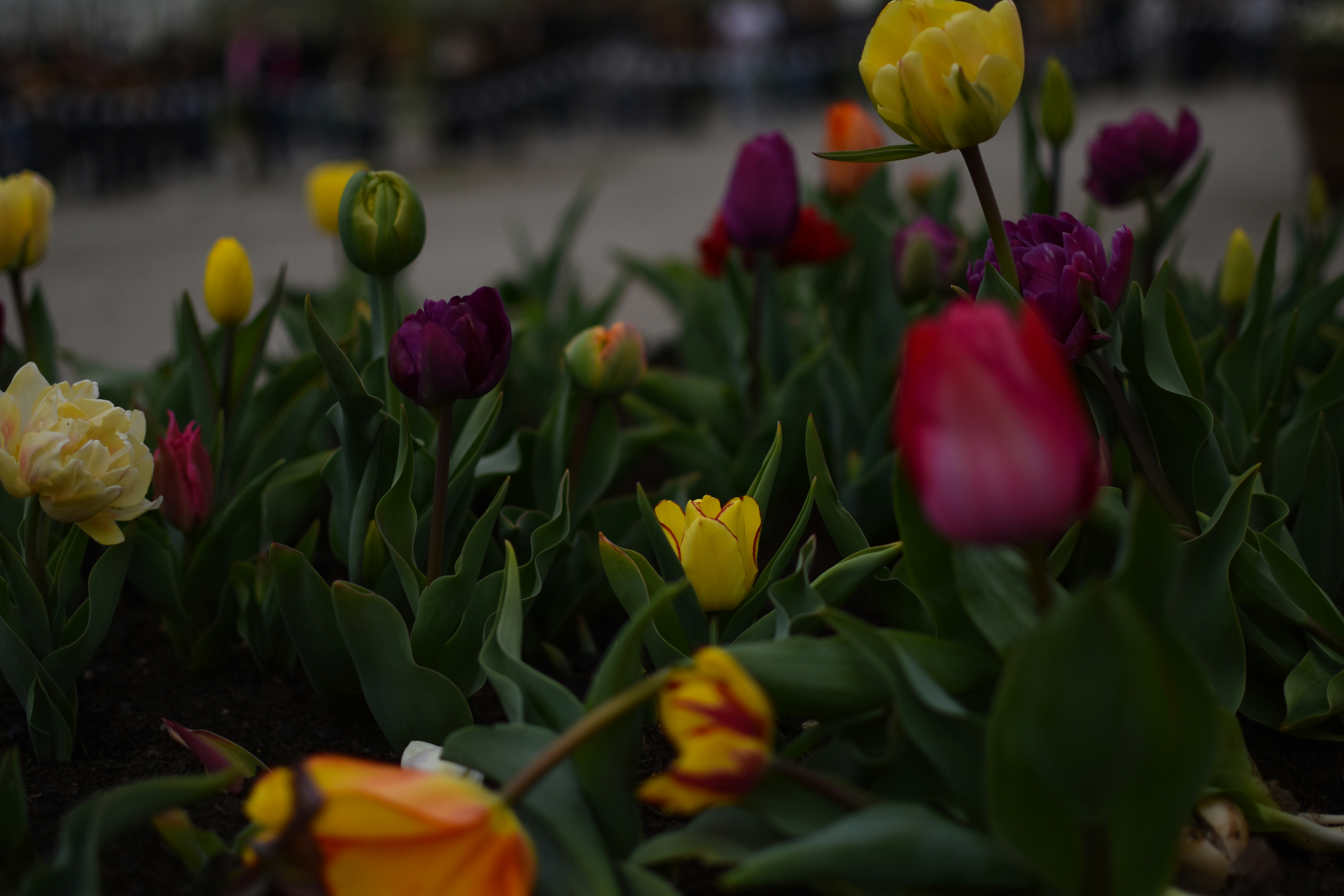 Une variété de tulipes colorées fleurissant dans un jardin.