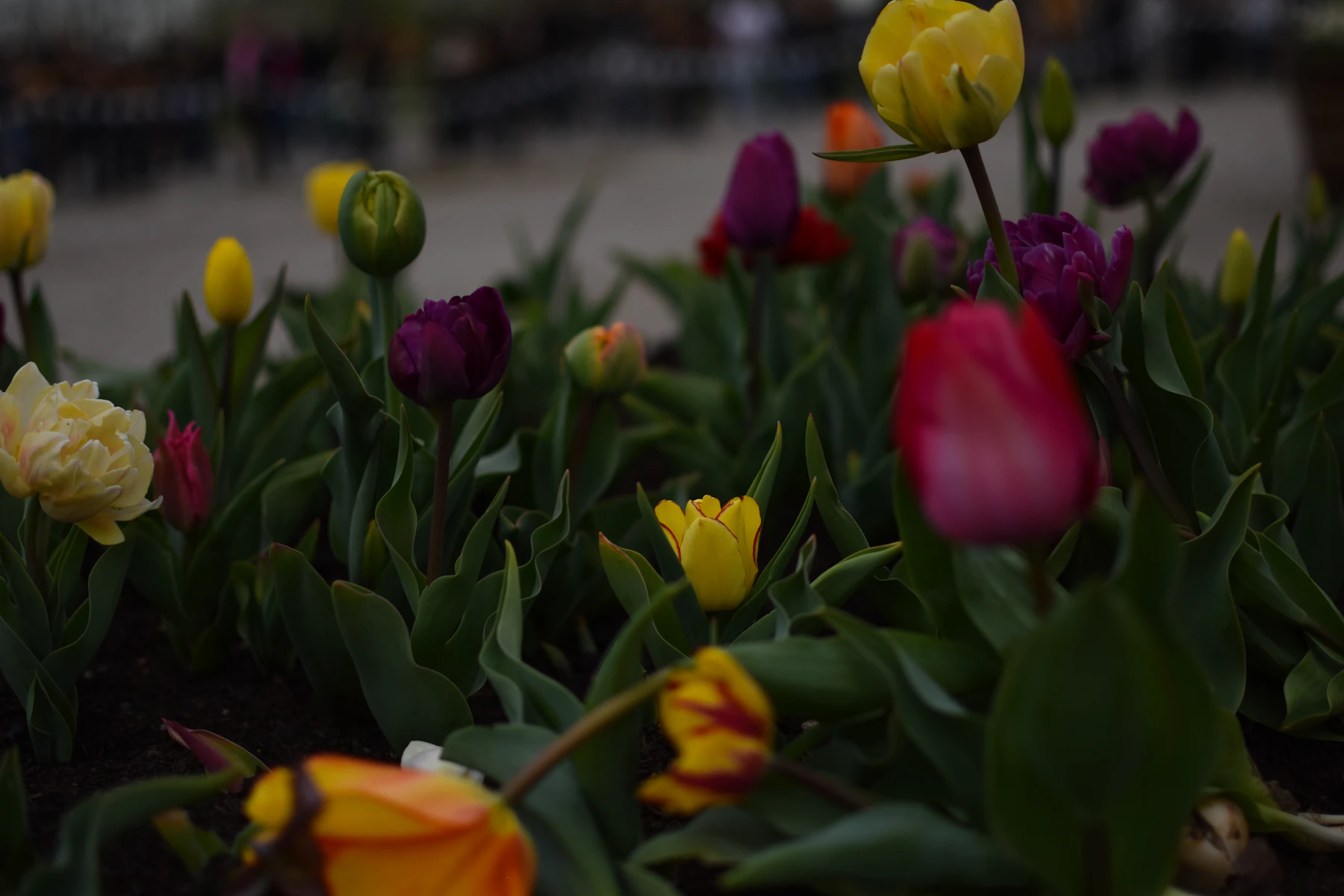 Purple, red and yellow tulips opening in a garden bed