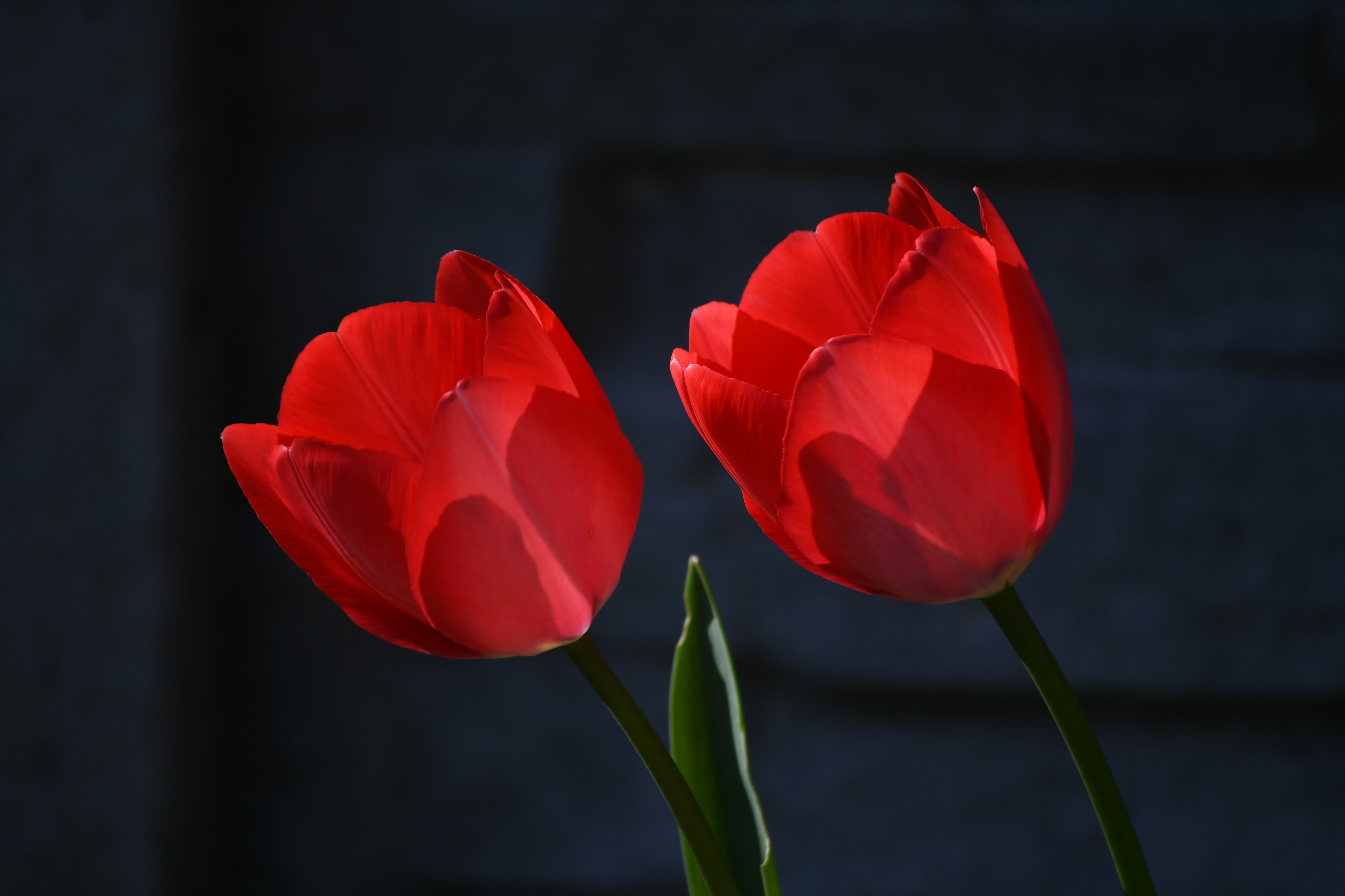 Two vibrant red tulips against a dark background.