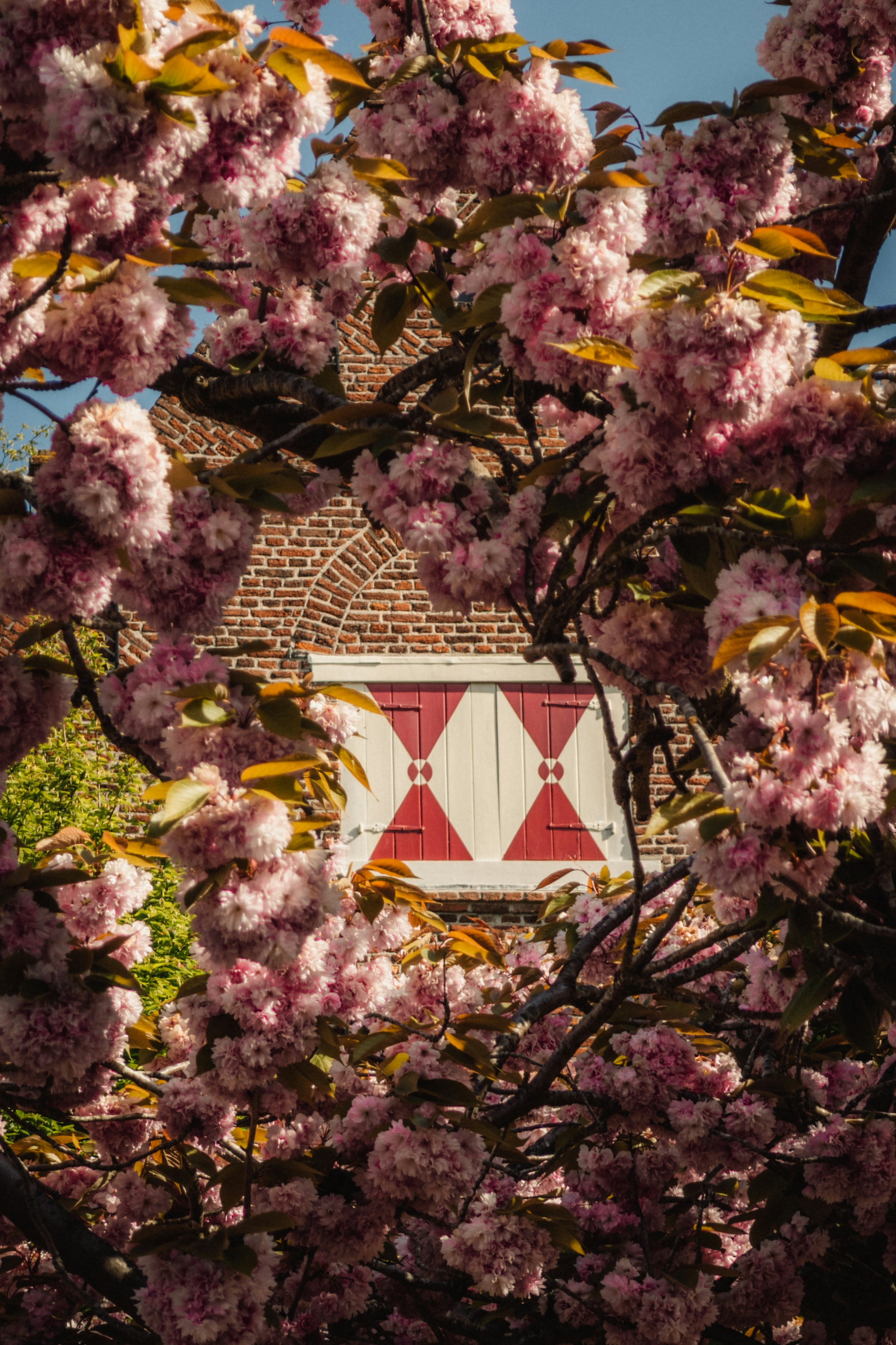Pink cherry blossoms frame a dutch-style window