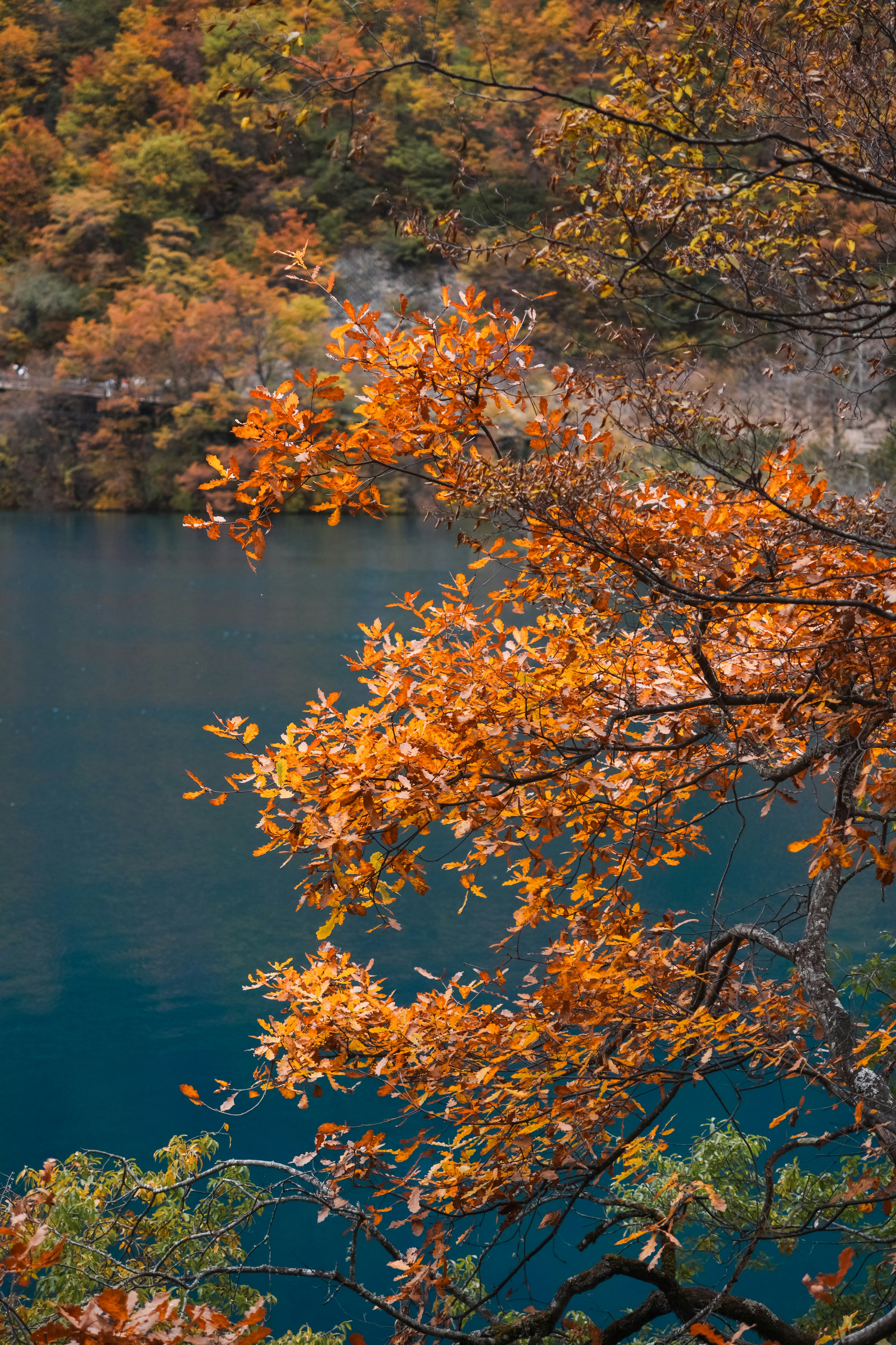 Autumn leaves with a deep blue lake background