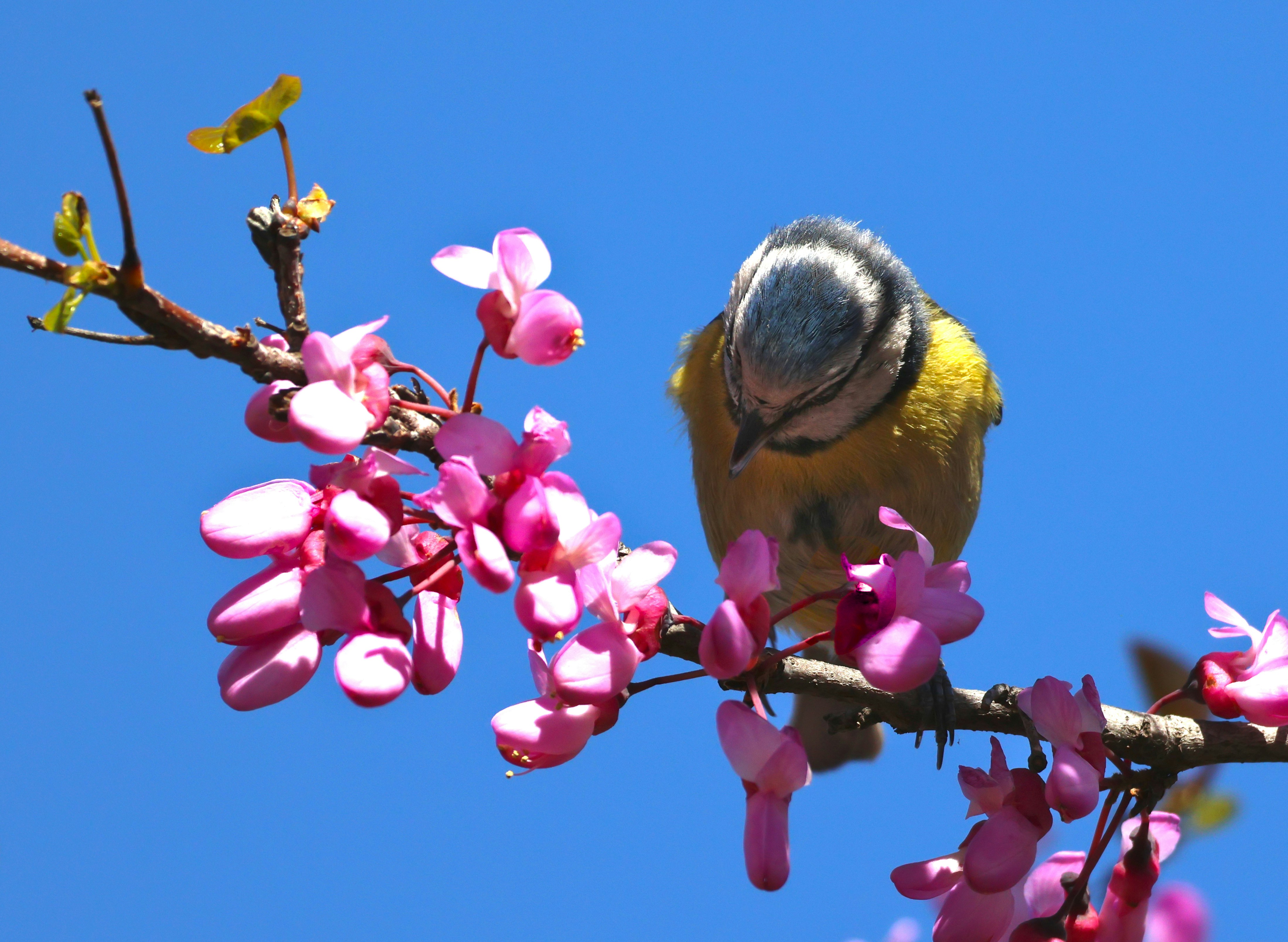 A blue tit perched on a flowering tree branch.