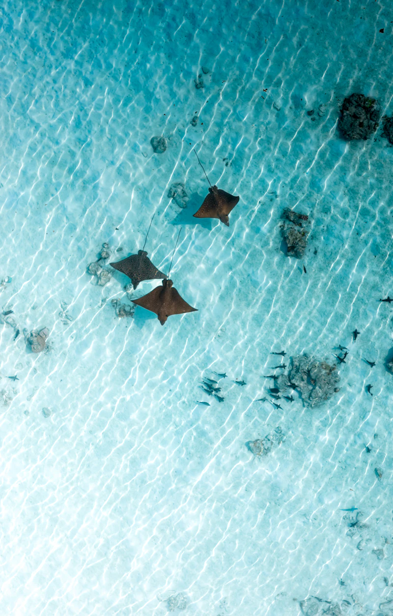 Stingrays in shallow water