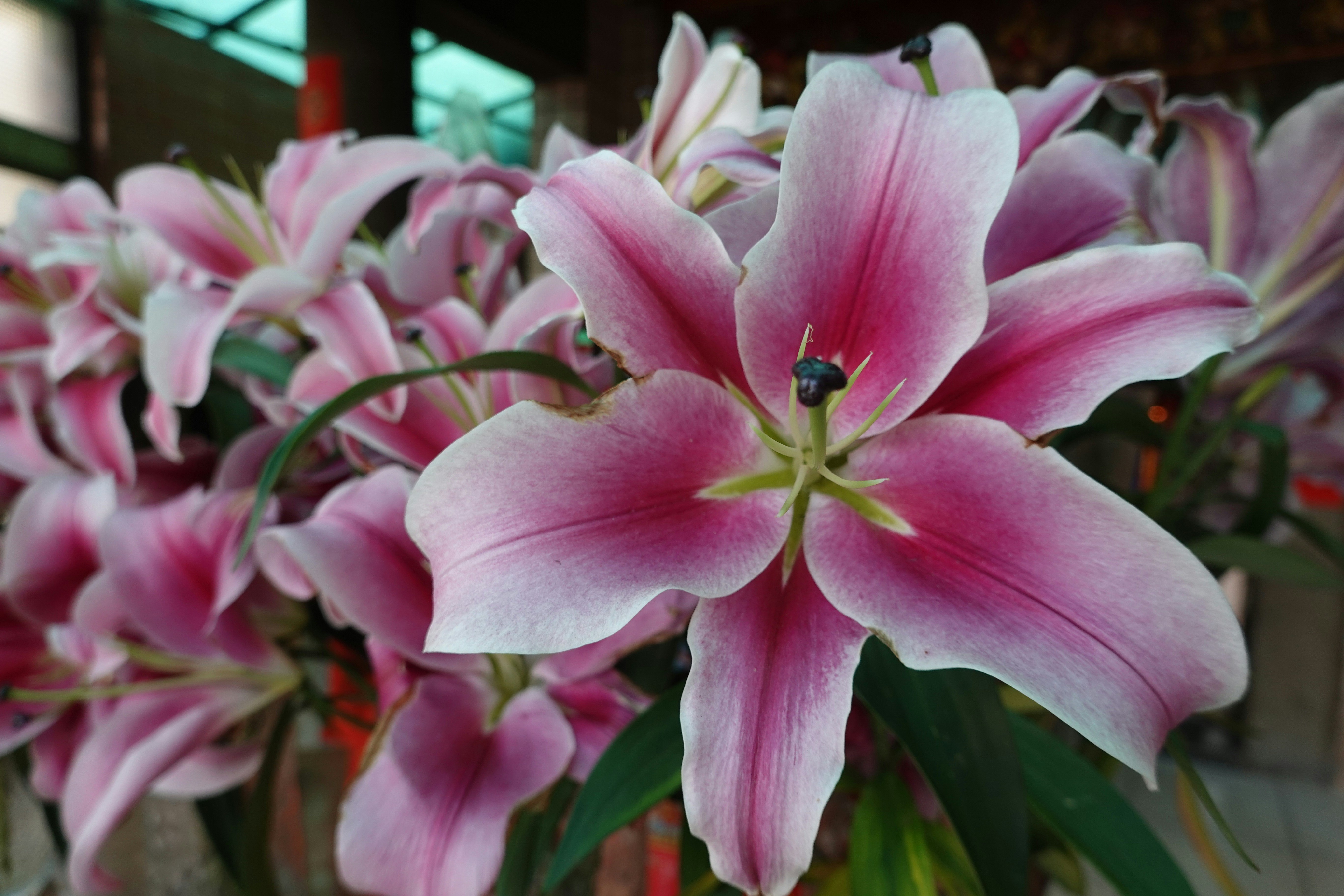 Pink and white lilies with green leaves