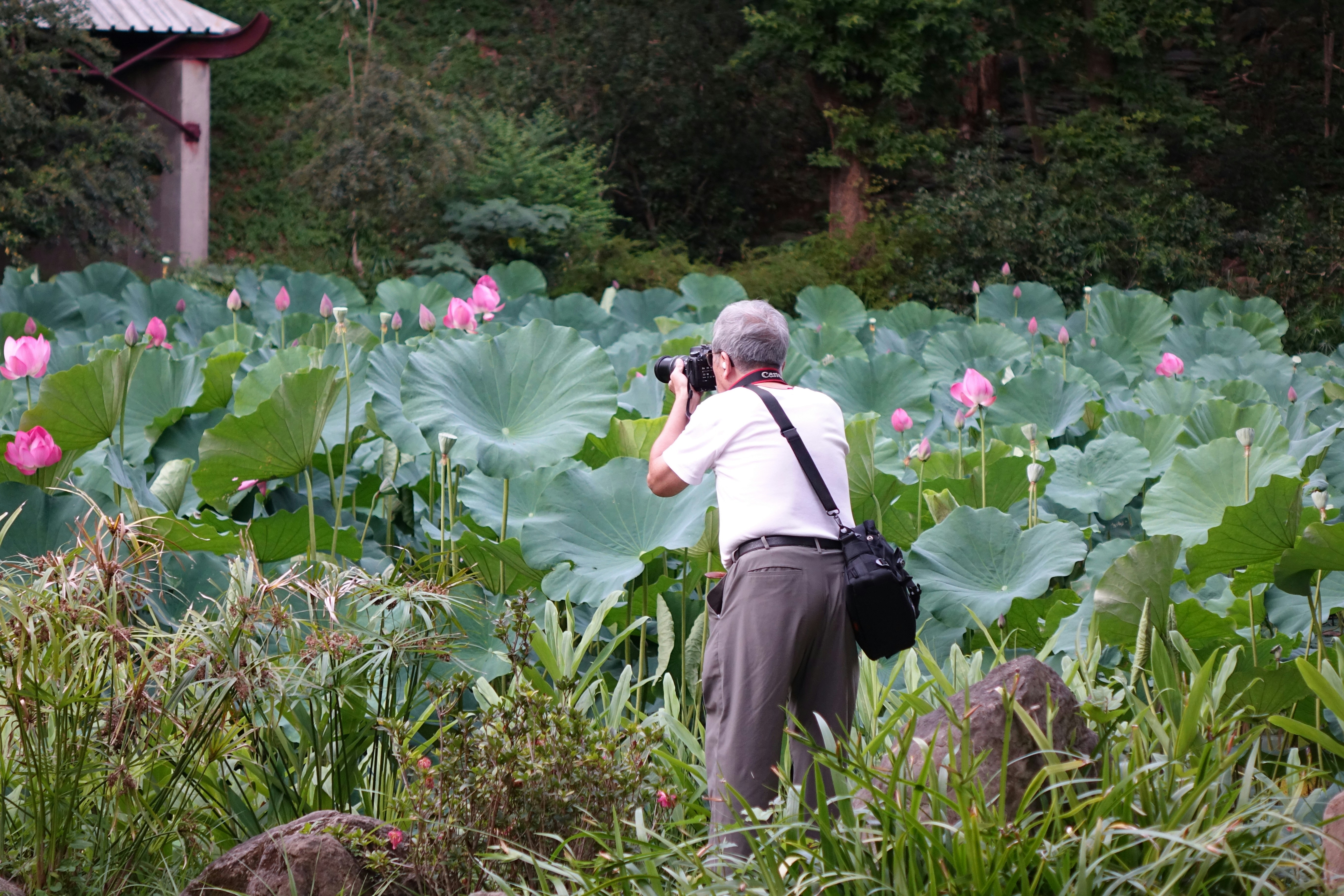 Man photographs blooming lotus flowers in a garden.