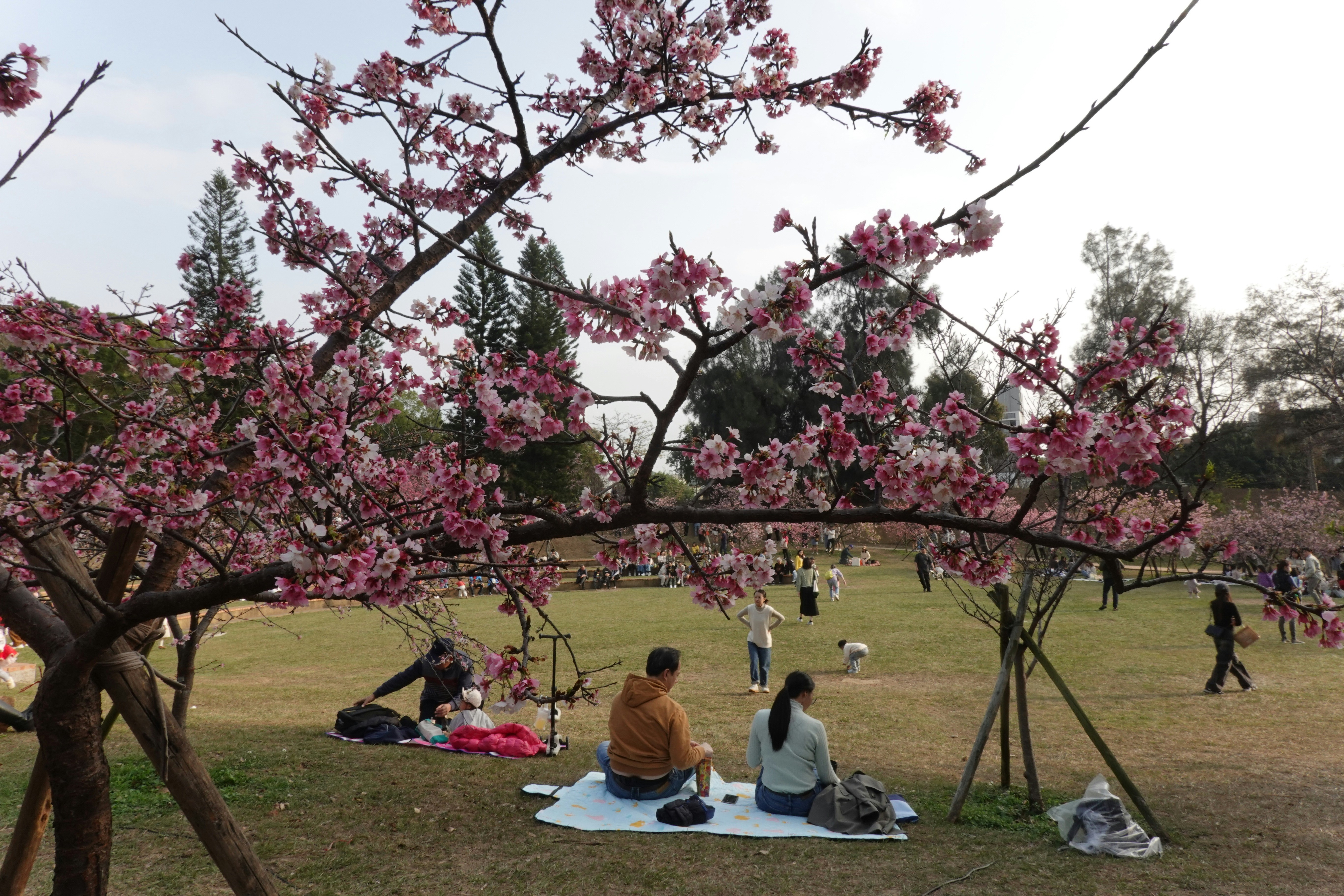 People enjoying a picnic under blooming cherry blossom trees.