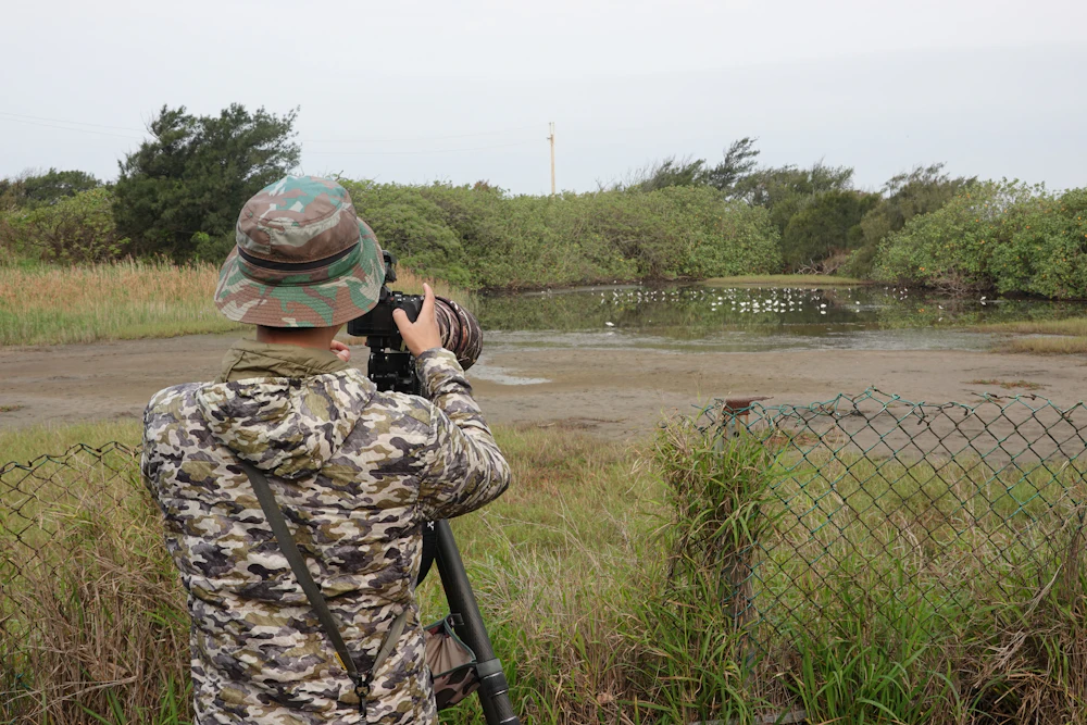 Biologist observing birds in a wetland